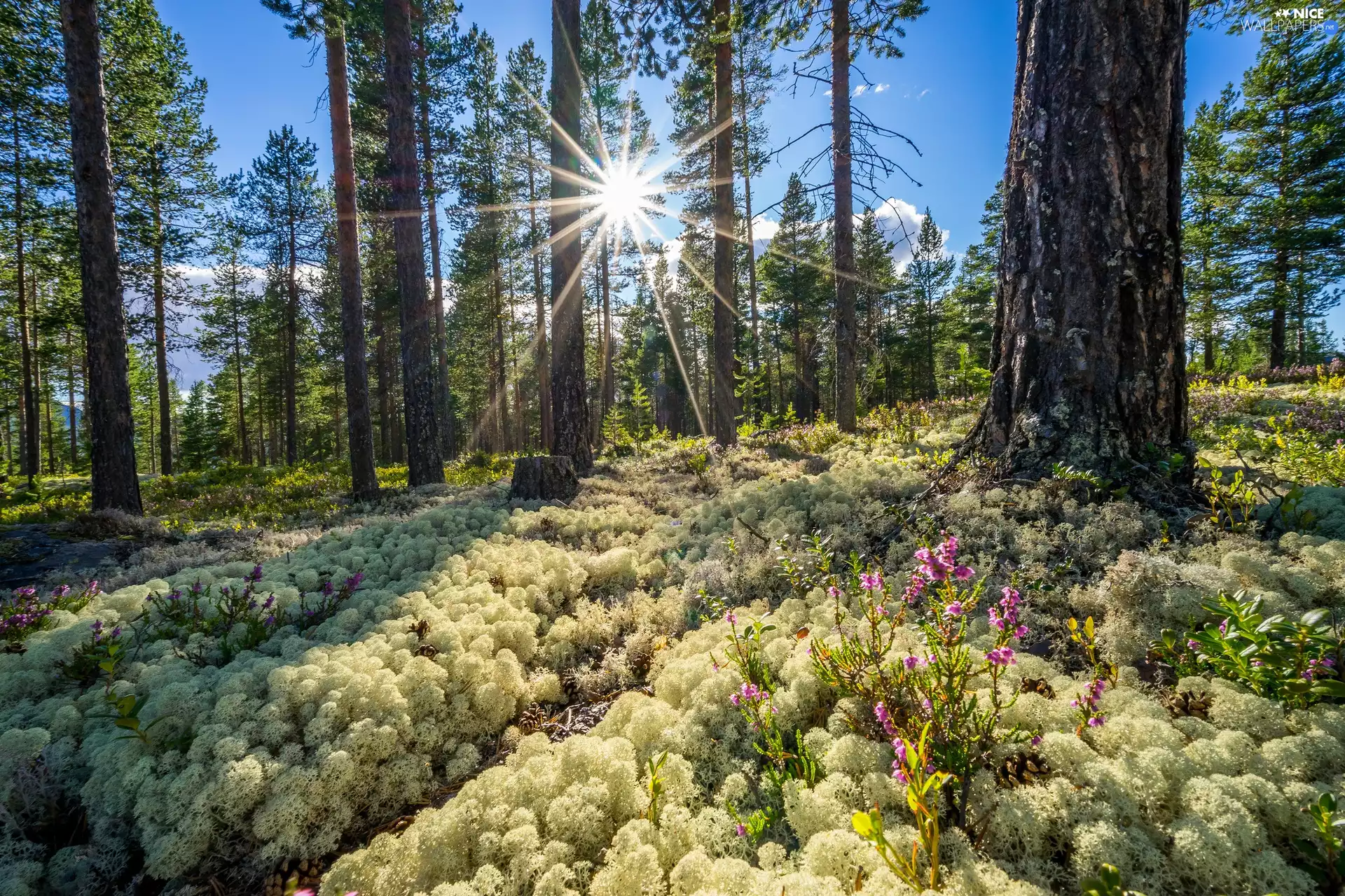 Spring, Sunrise, Buskerud District, forest, Norway