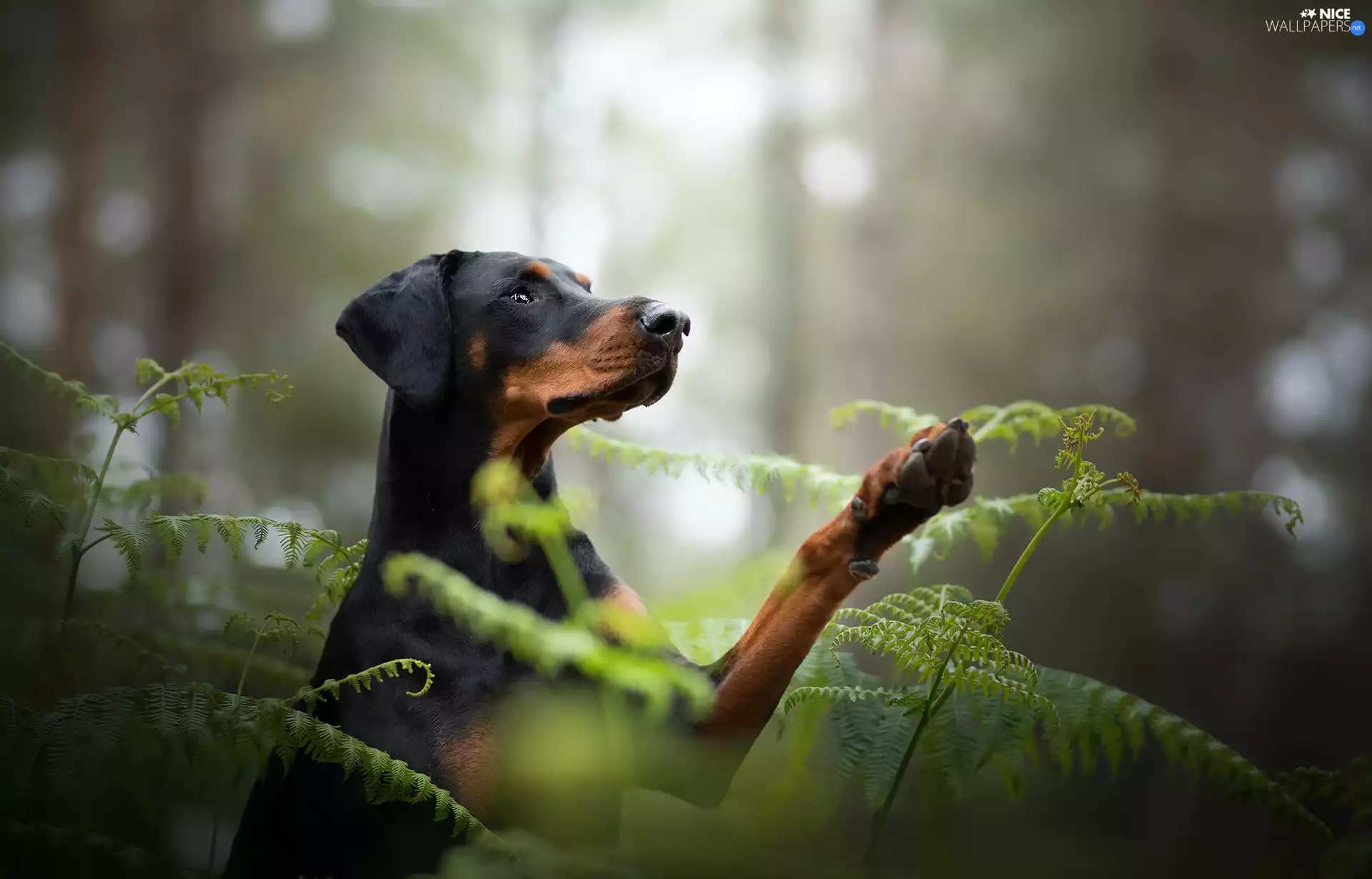 dog, fern, forest, Doberman