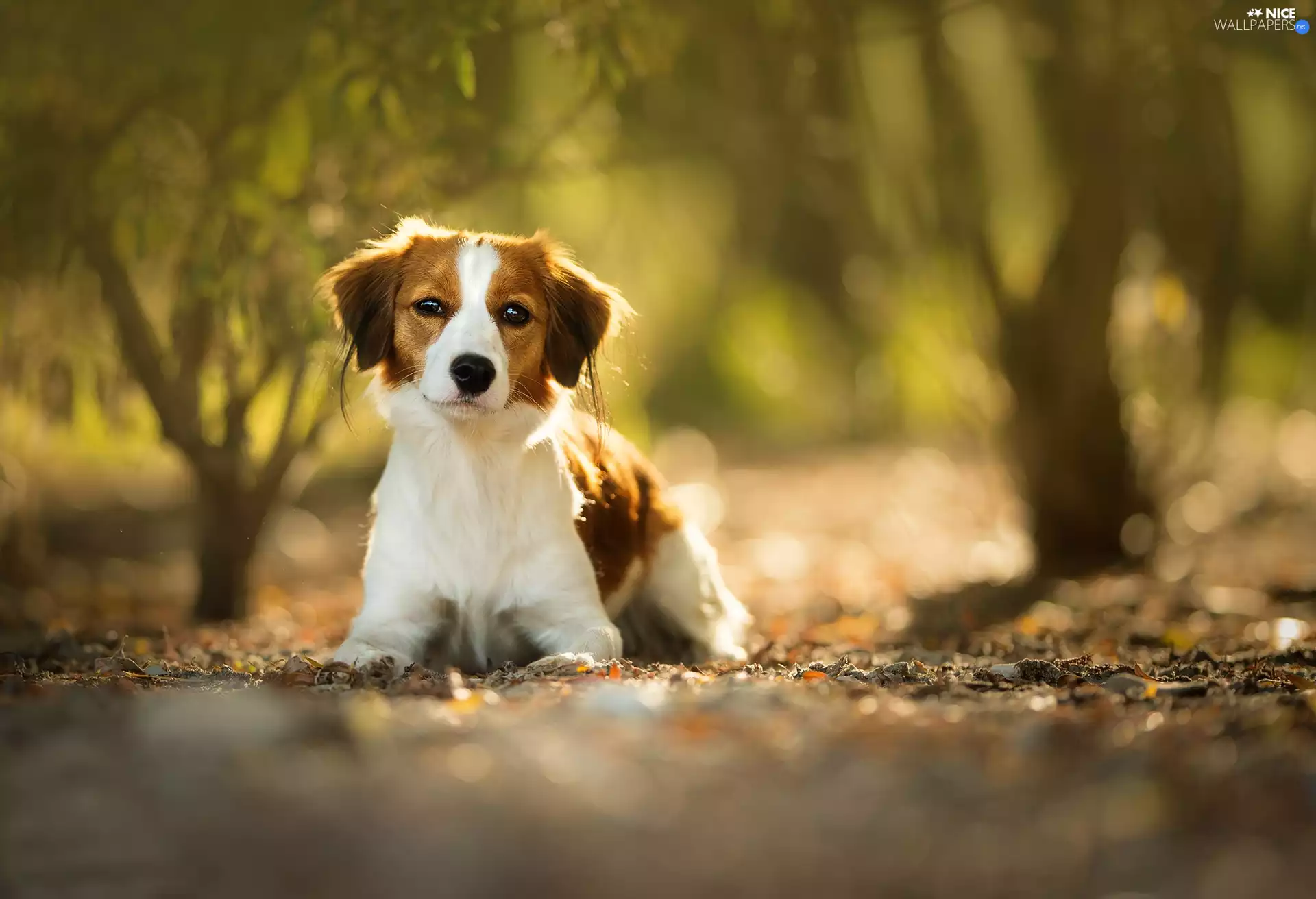 Alpine Dutch, lying, dog