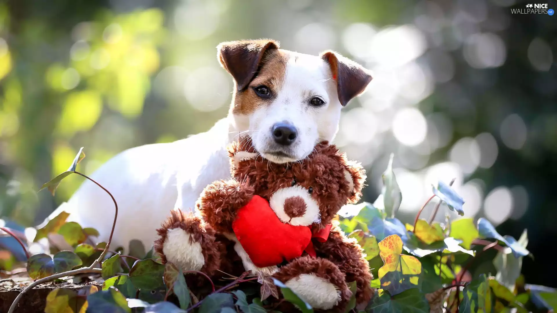 Plush, teddy bear, Jack Russell Terrier, toy, dog