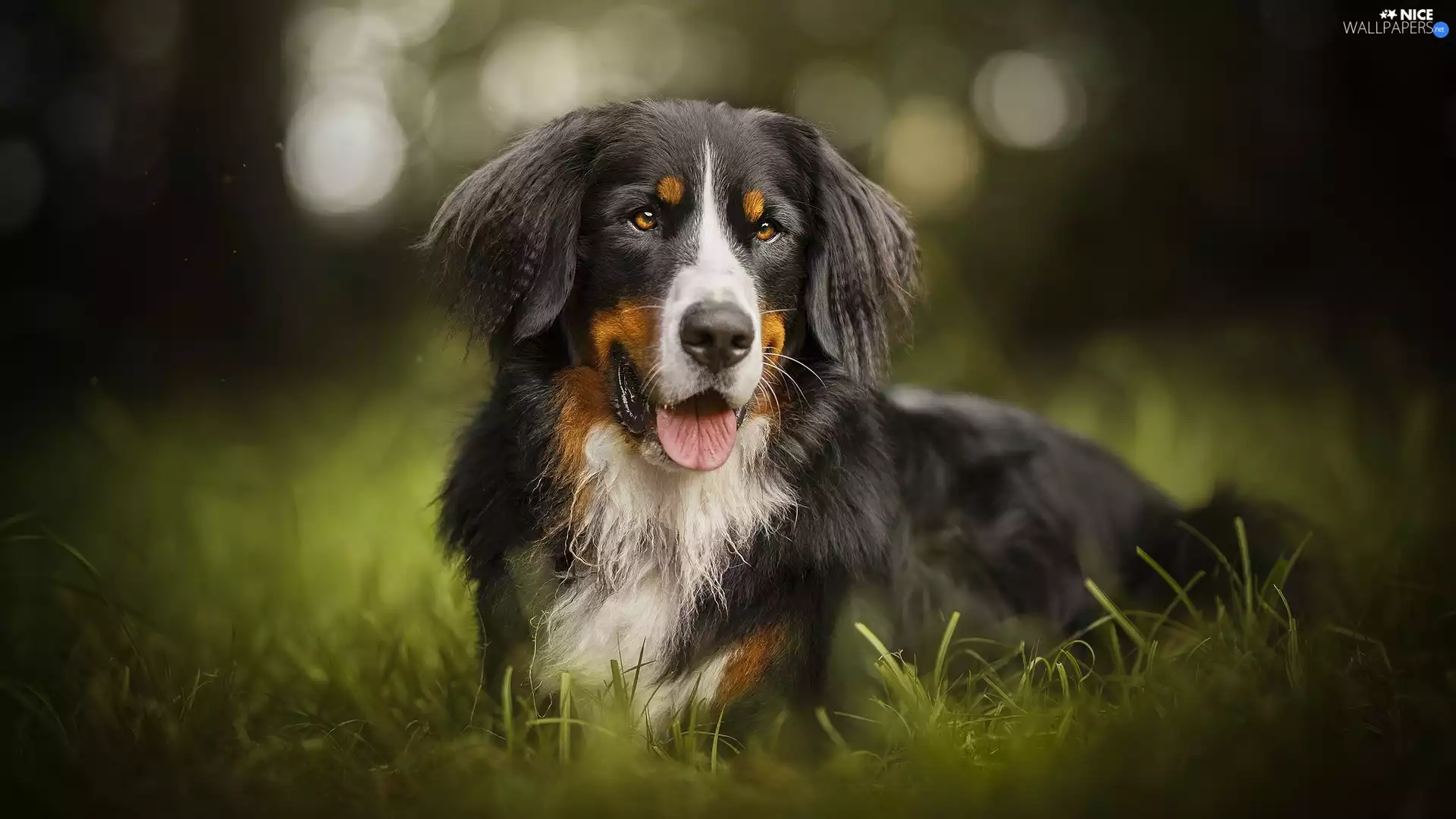 grass, dog, Bernese Mountain Dog