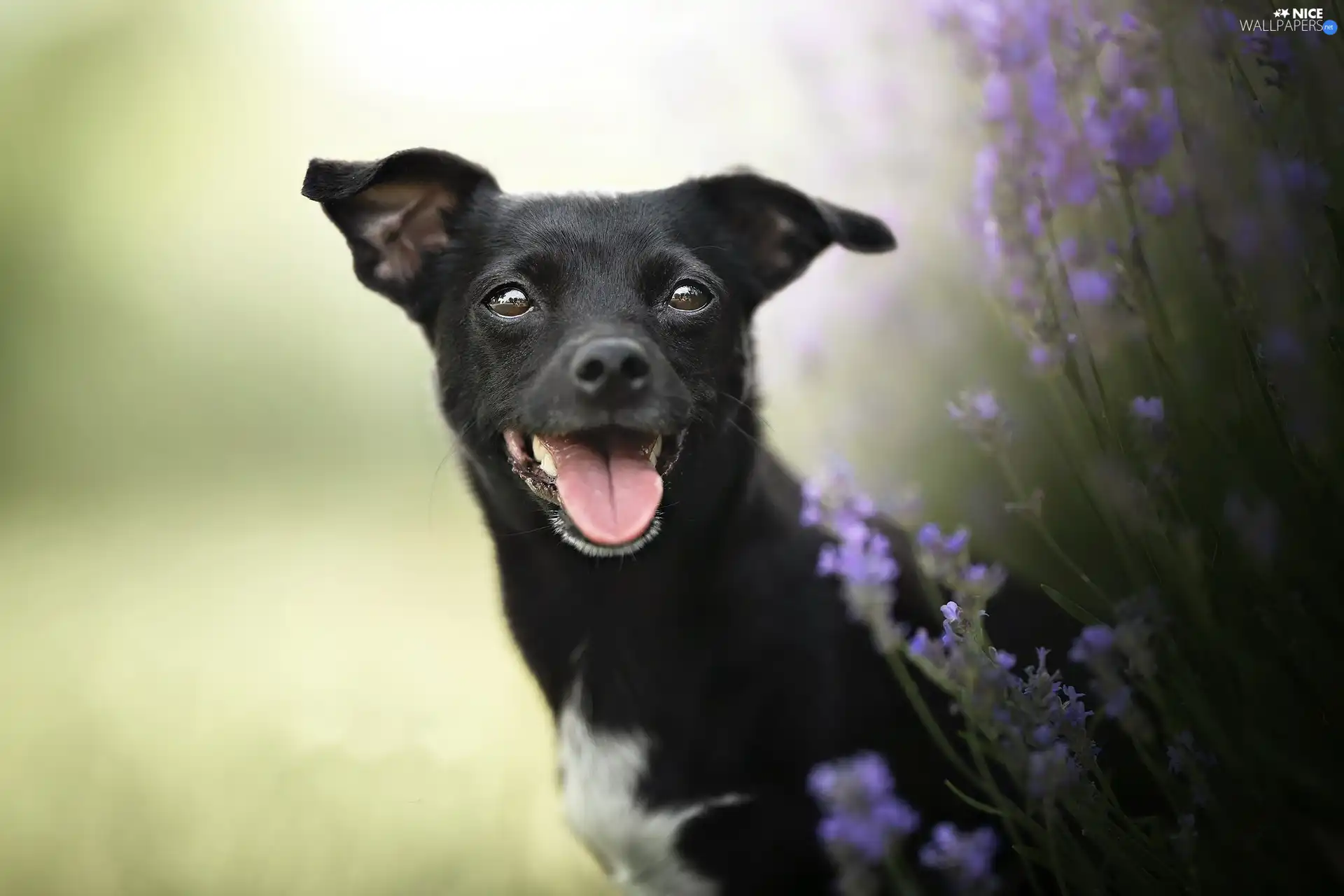 dog, cheerful, Black
