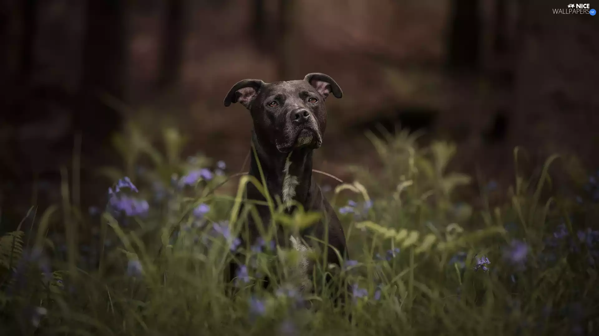 Black, grass, Flowers, dog