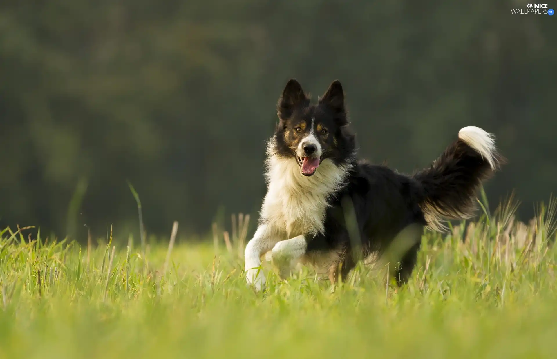 gear, grass, black and white, Border Collie, dog