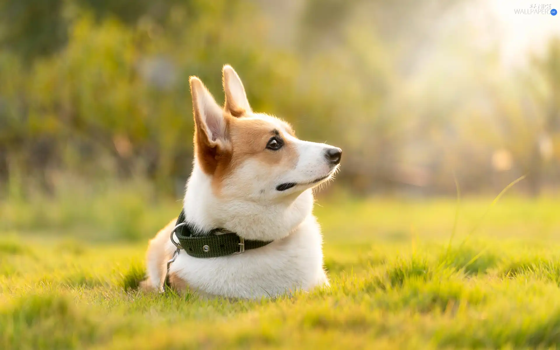 dog-collar, Bokeh, Welsch corgi pembroke, grass, dog