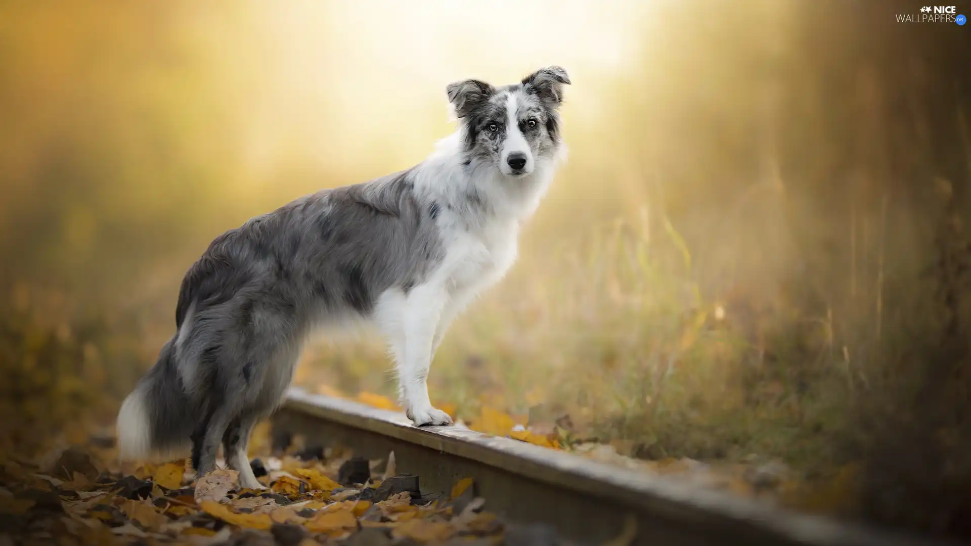 ##, Border Collie, dog