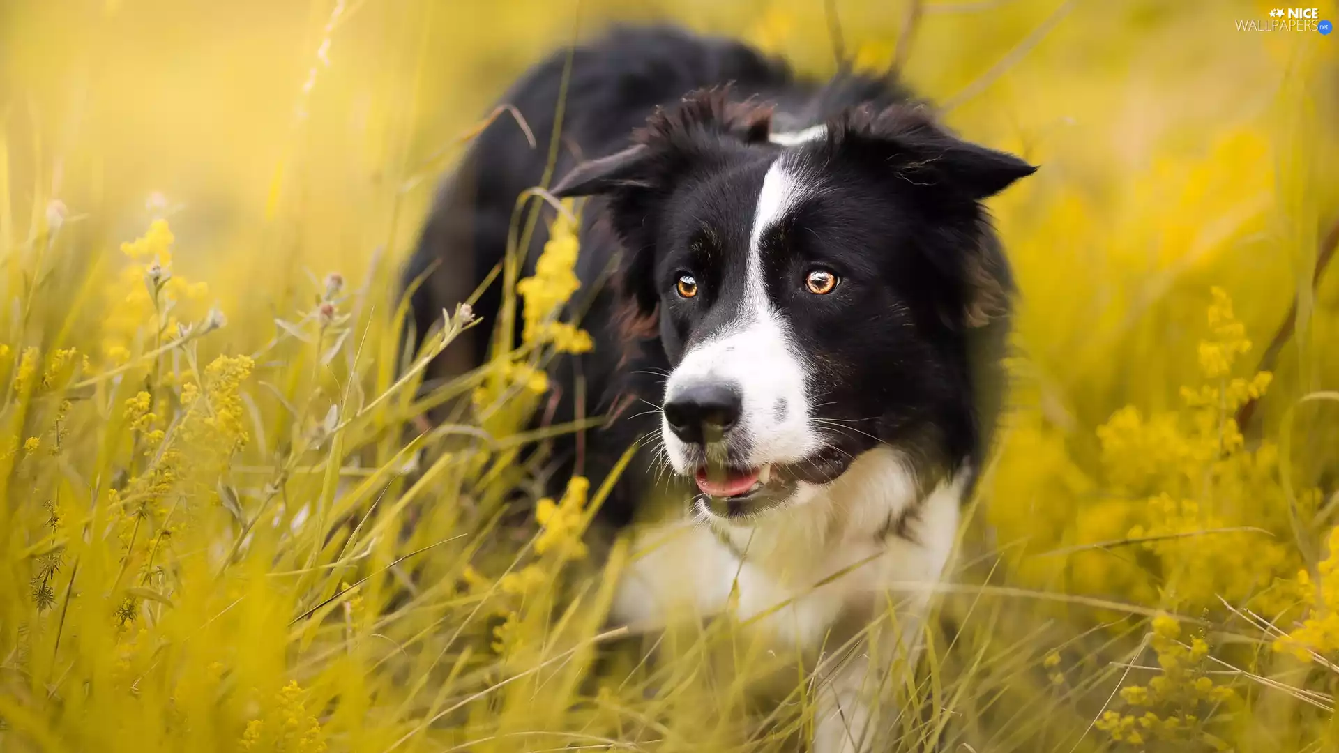 Border Collie, Meadow, dog