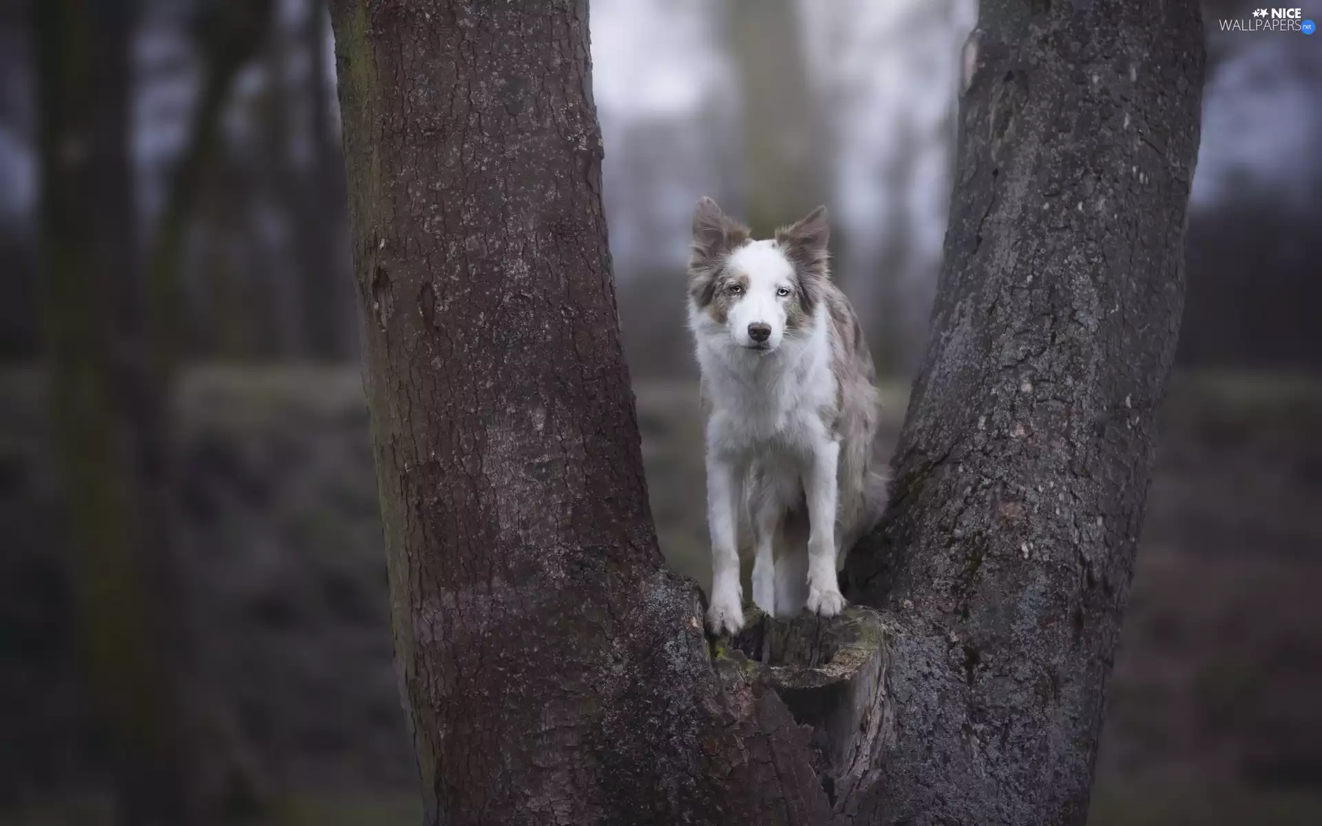 Border Collie, trees, dog