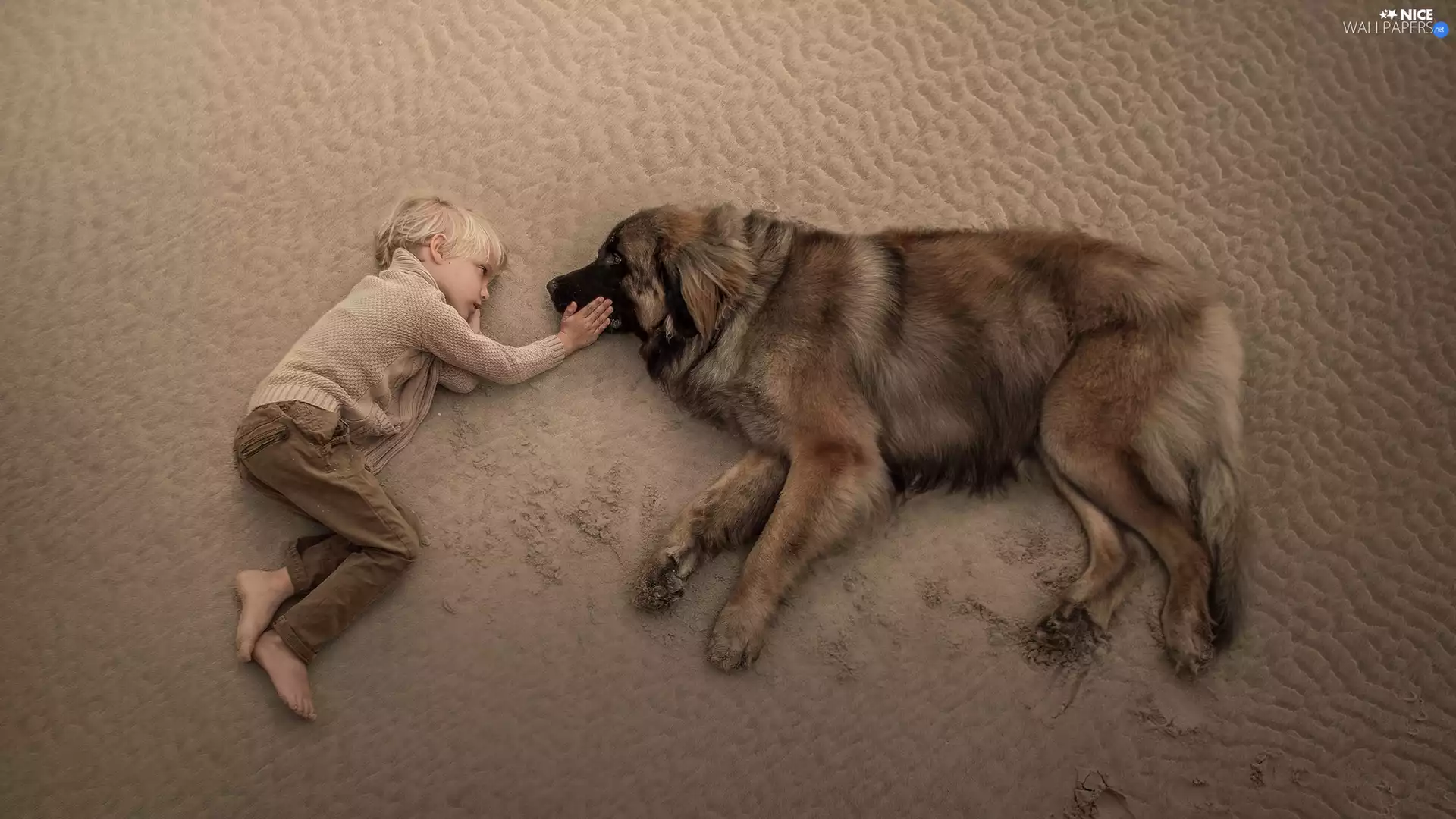 boy, Leonberger, Beaches, dog