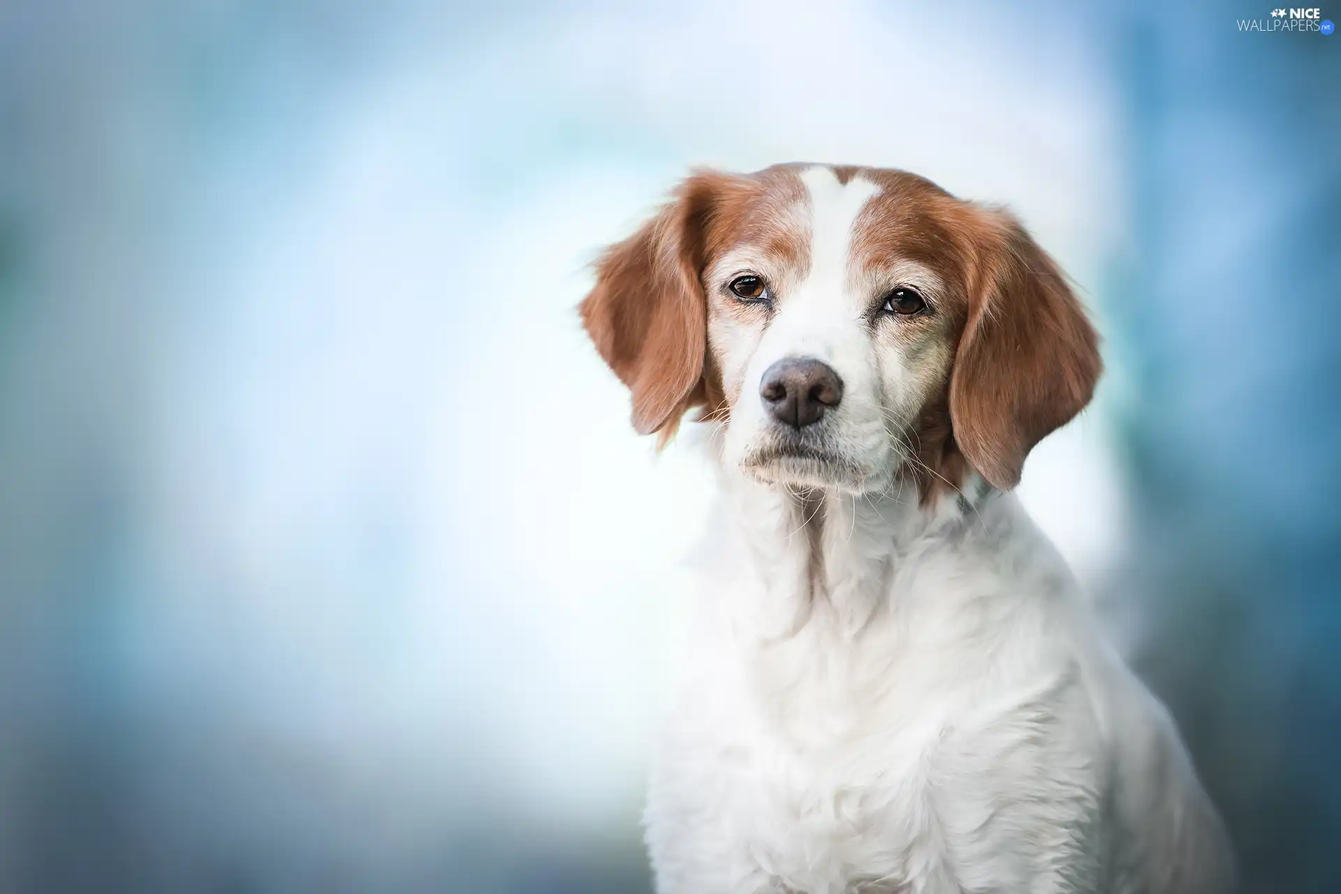 dog, White-brown