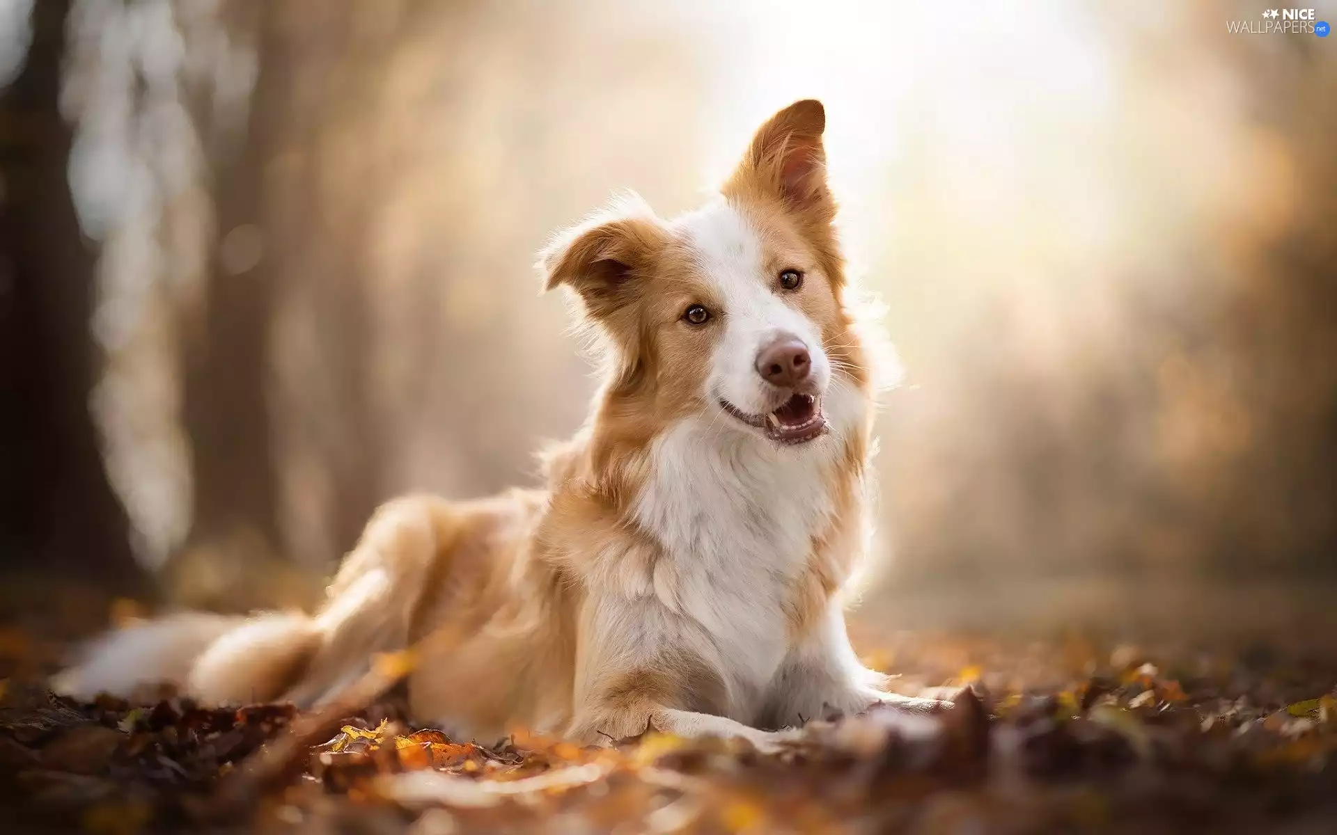 Brown and white, dog, Border Collie