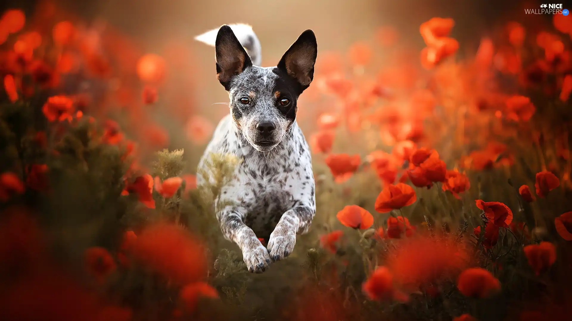 White and Black, dog, papavers, dappled