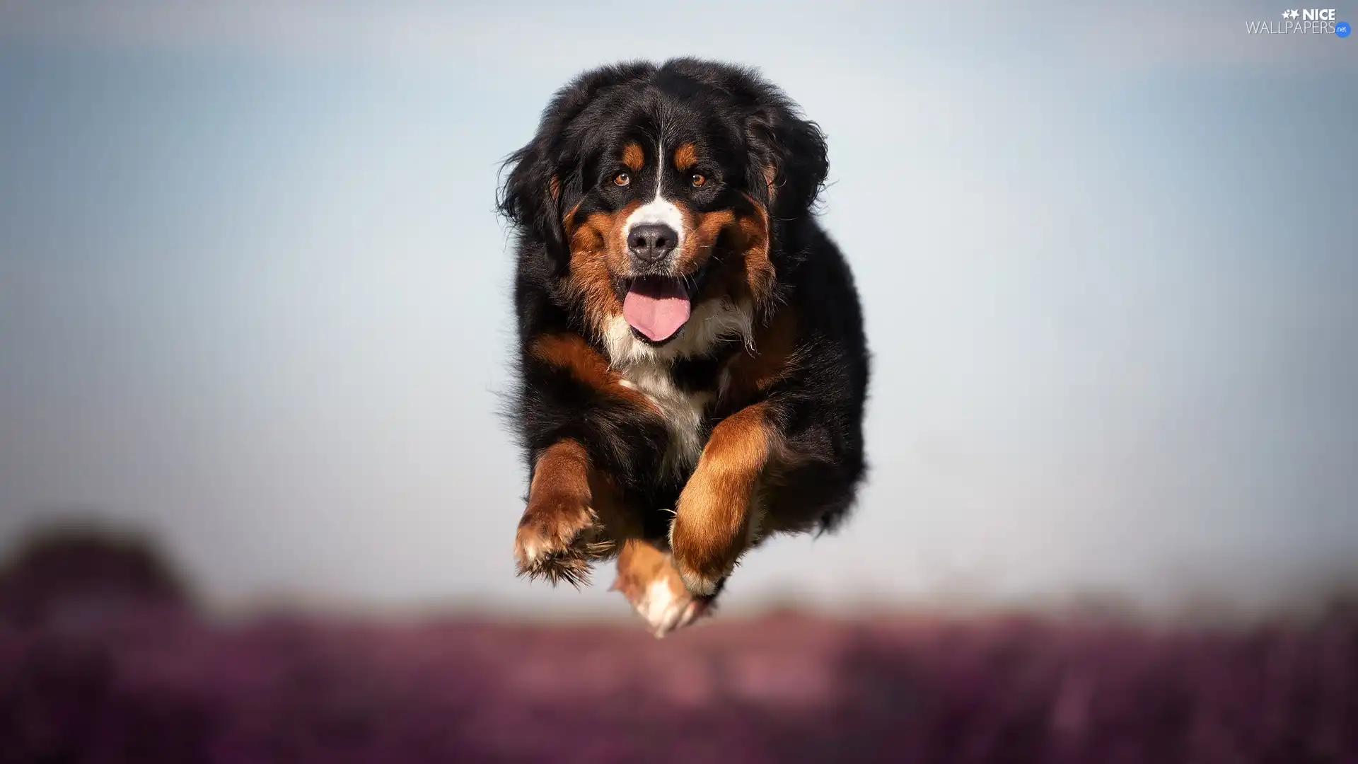 running, Bernese Mountain Dog, jump, dog