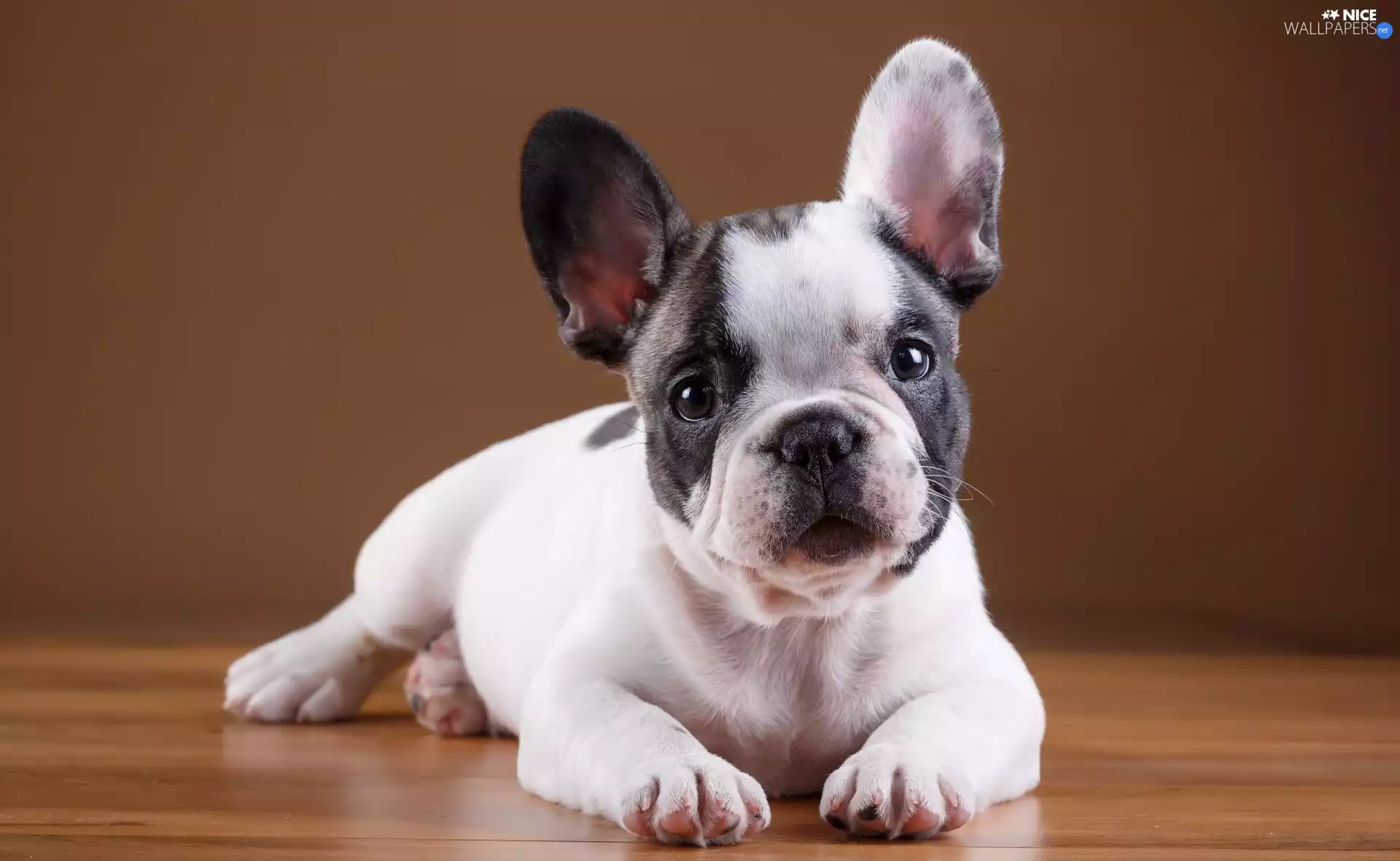 French Bulldog, Puppy, dog