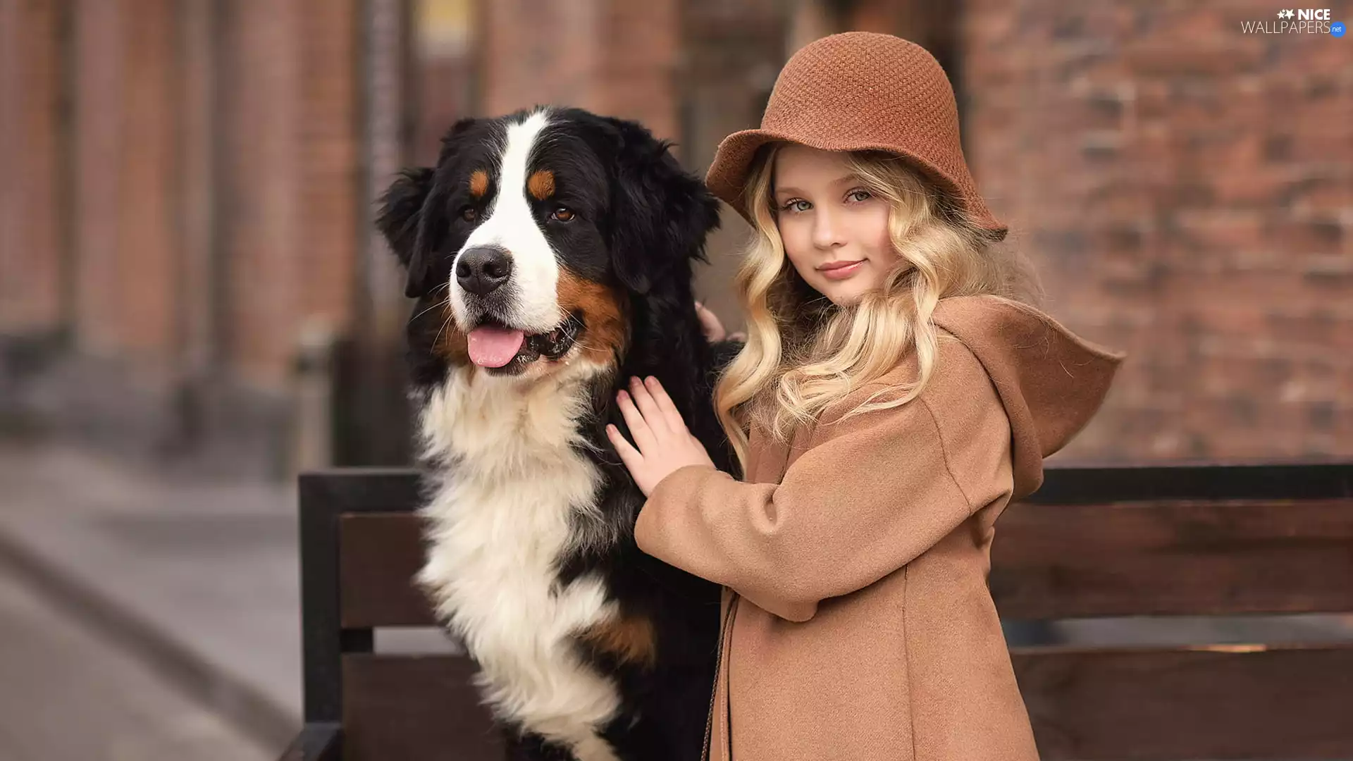 girl, Bernese Mountain Dog, Bench, Hat