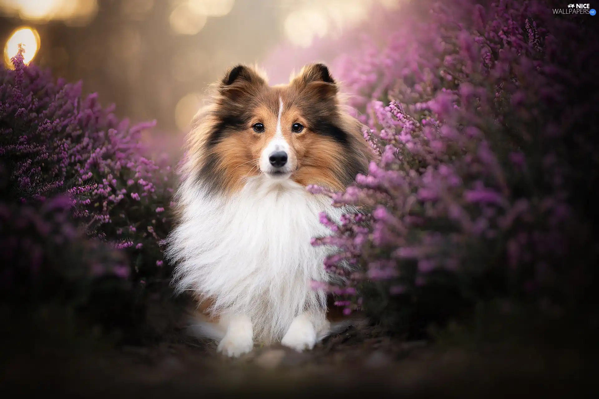 heathers, shetland Sheepdog, dog