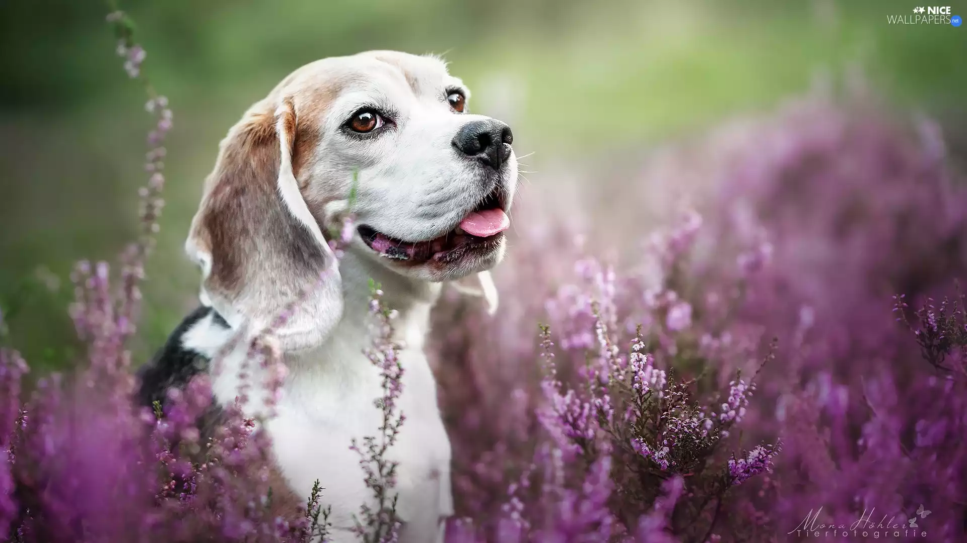 heathers, Beagle, Smile, dog