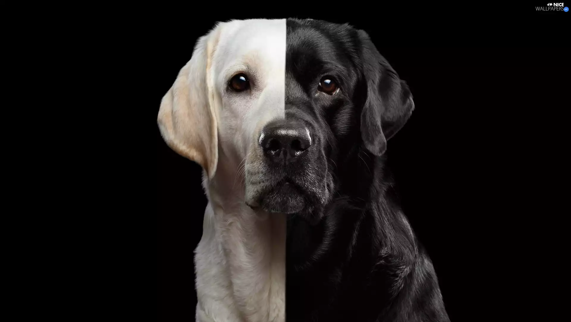 dark, background, Labrador Retriever, black and white, dog