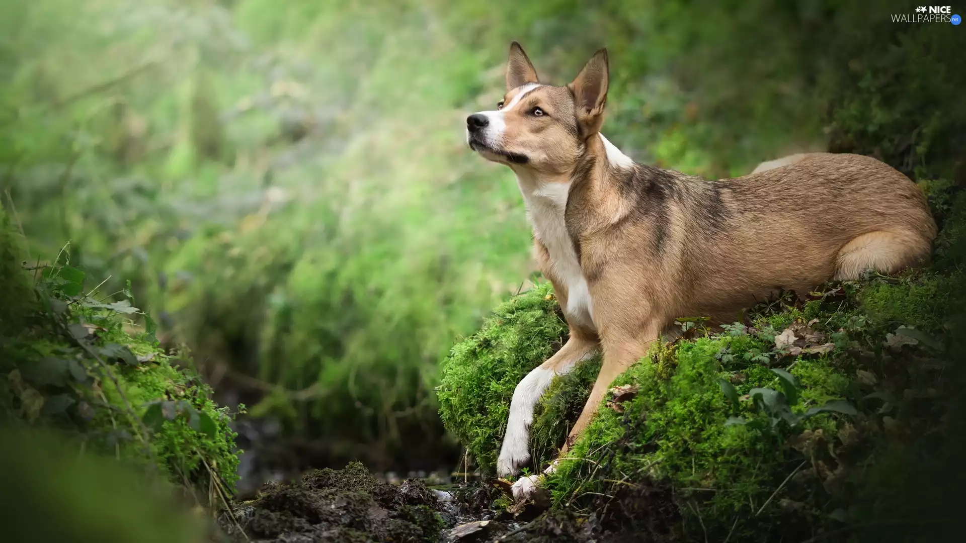 lying, Moss, Plants, dog