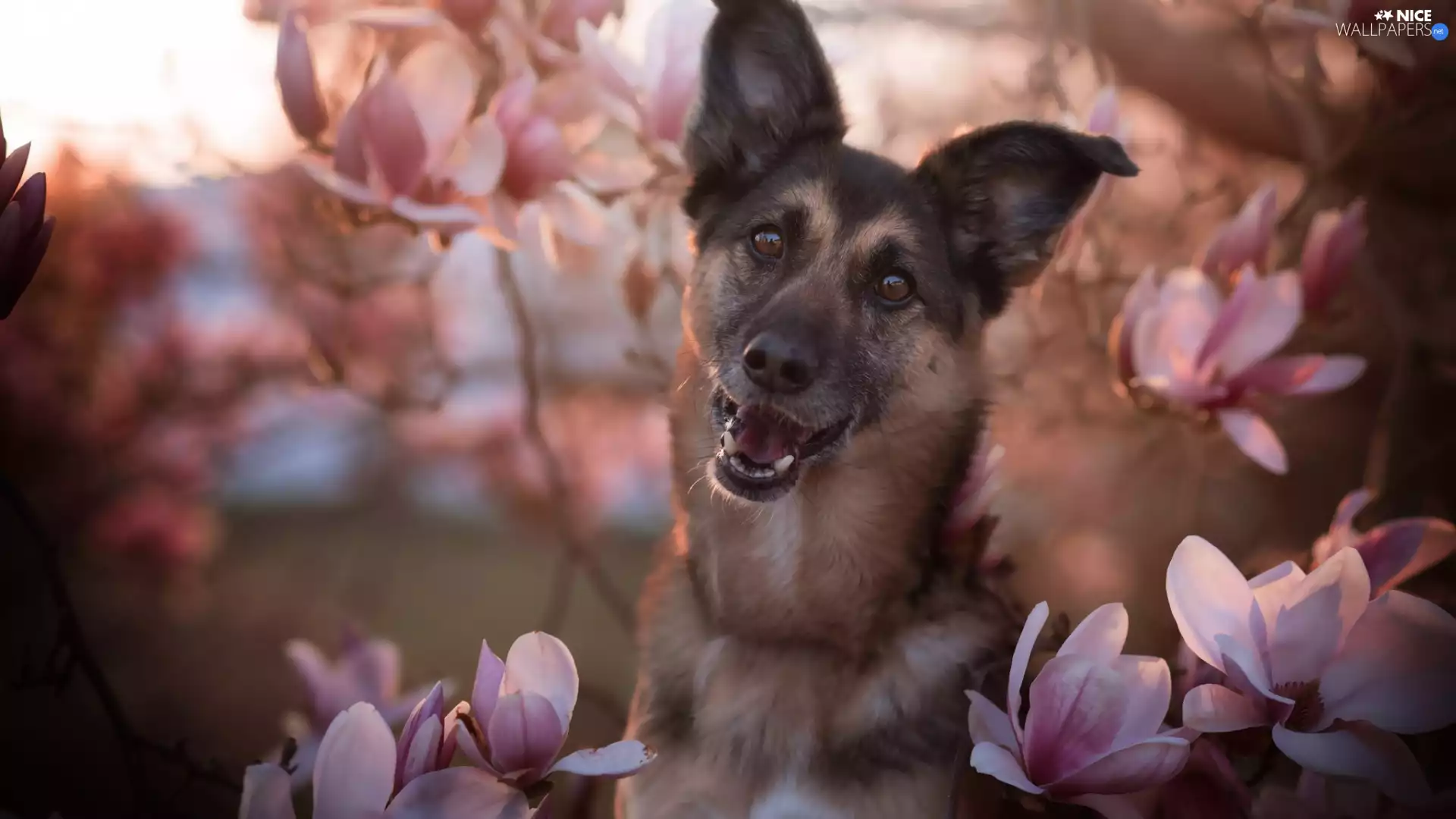 dog, Magnolias