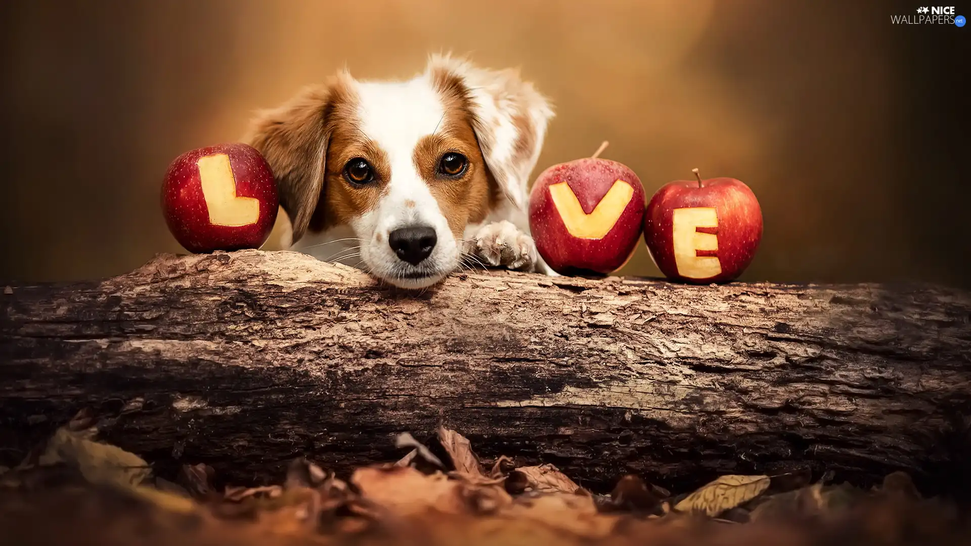 LOVE, Lod on the beach, apples, text, dog