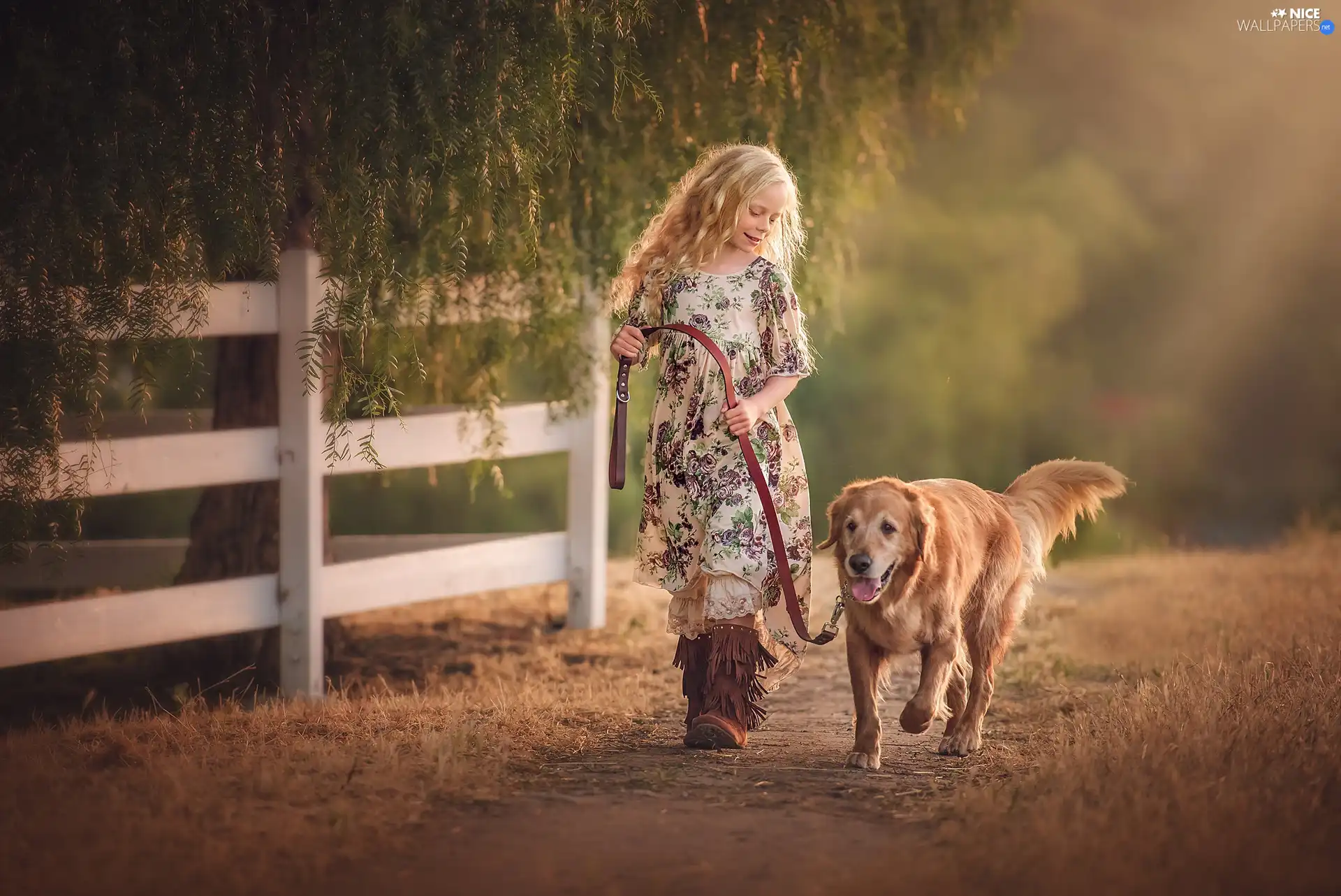 girl, Fance, Golden Retriever, Path, trees, dog, wander