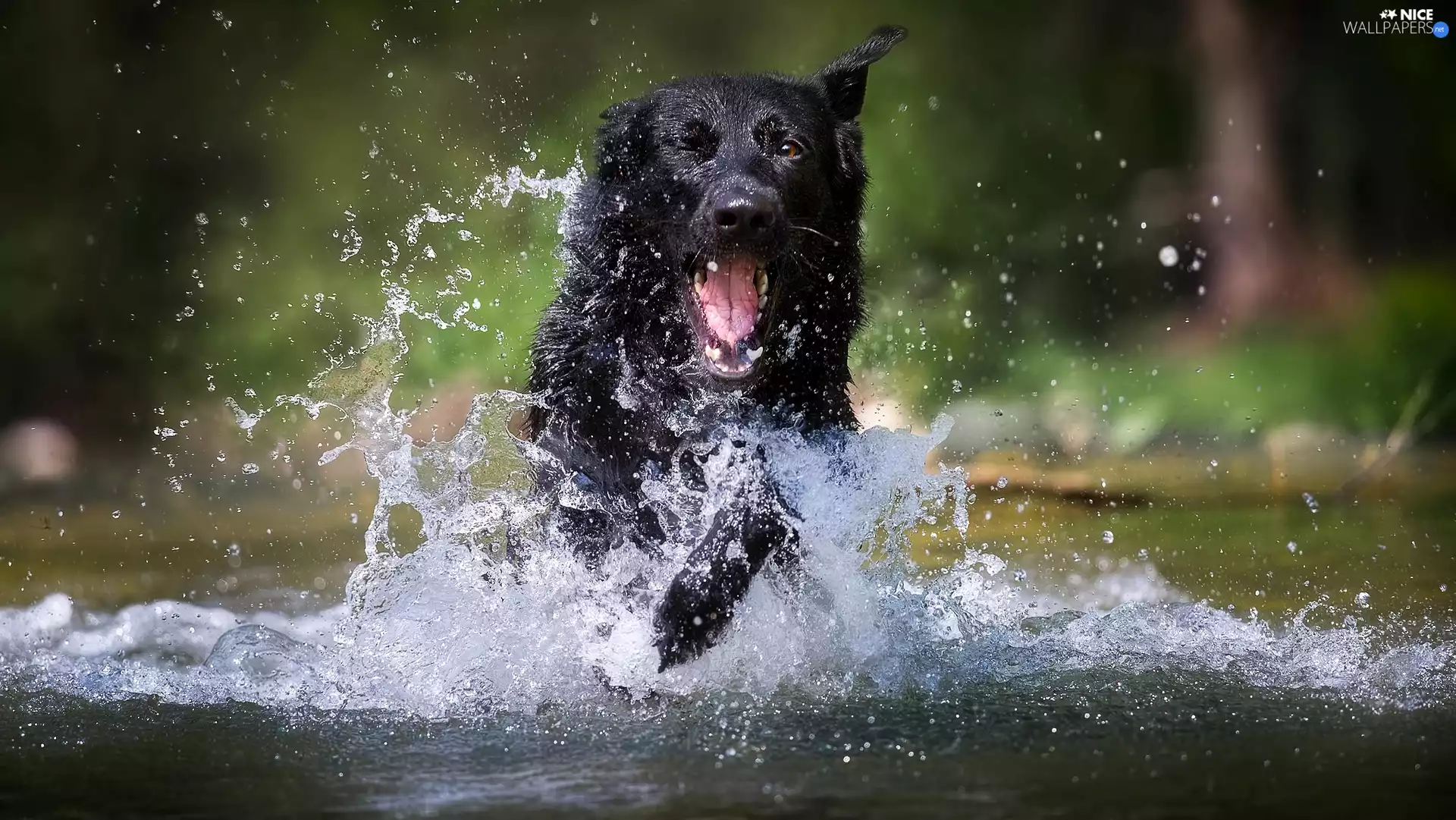 Black German Shepherd Dog, Splashing, water, dog