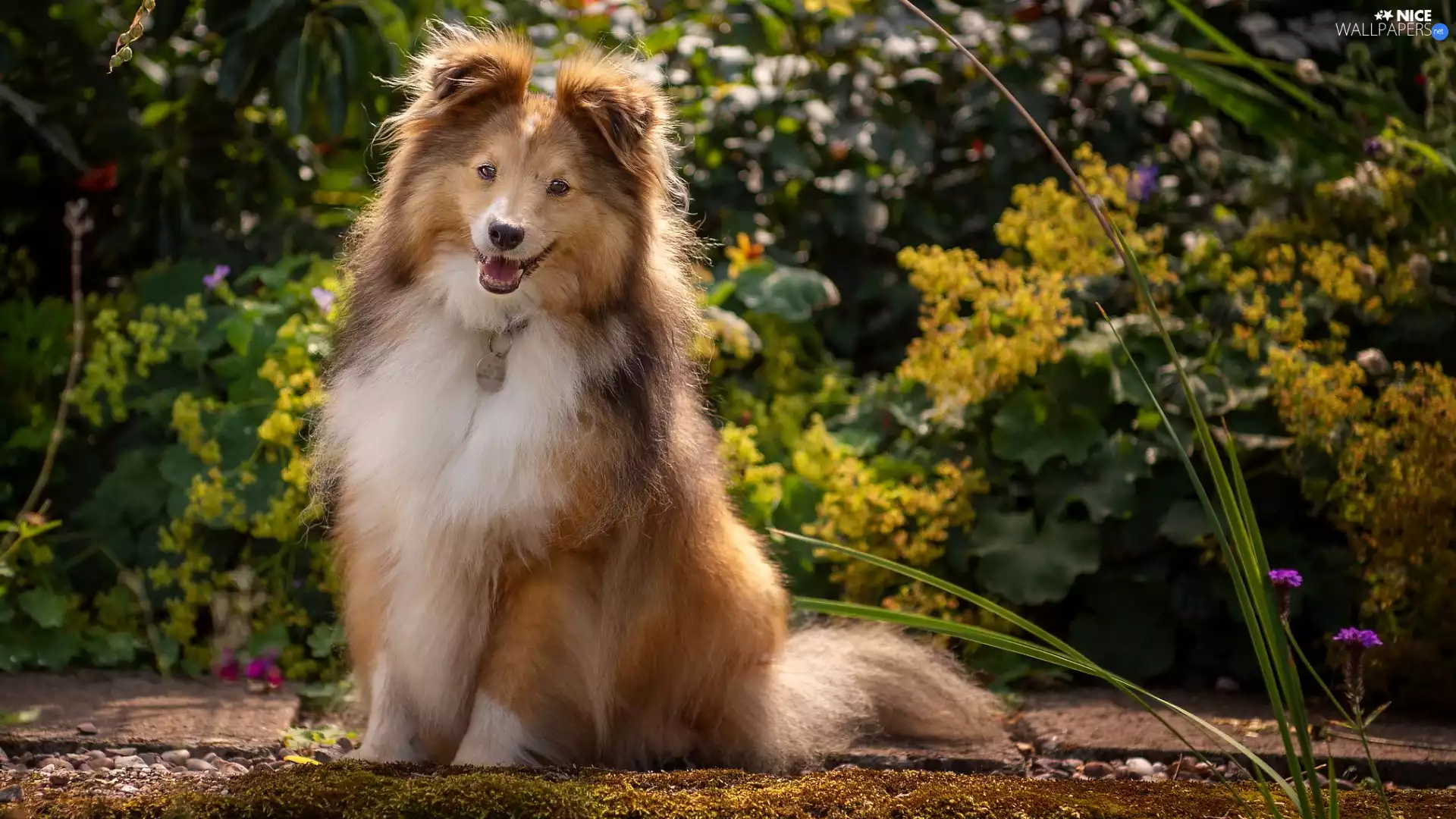 shetland Sheepdog, sitter, dog