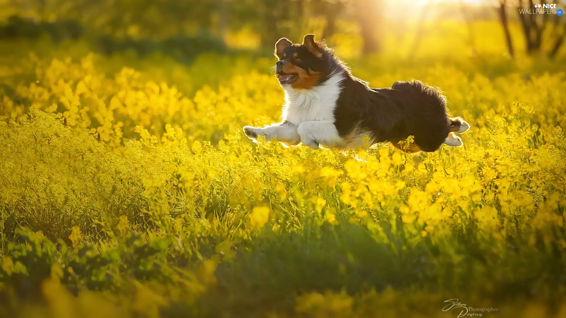 skipping, Yellow, Flowers, dog