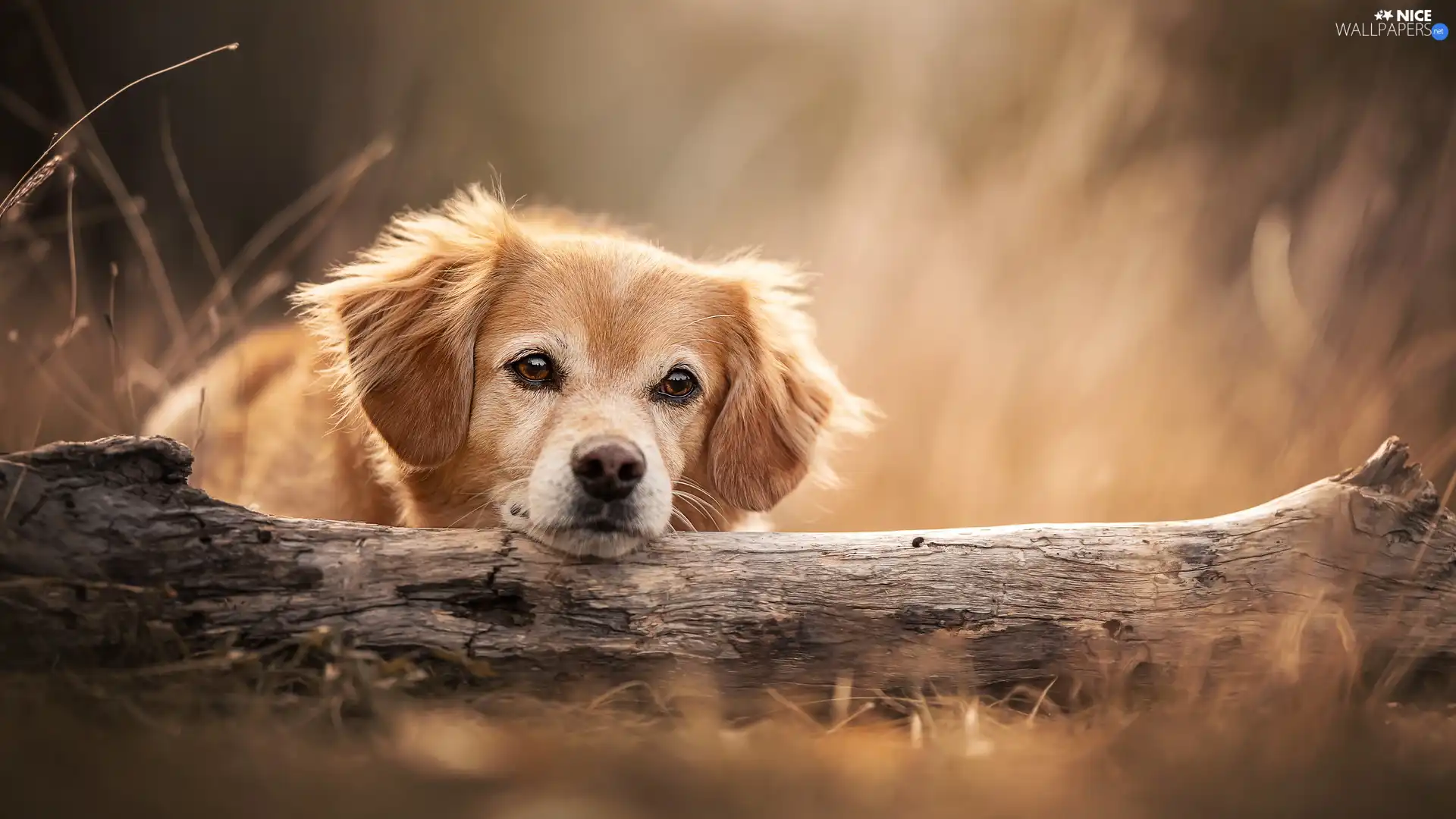 Sponge, muzzle, log, dog