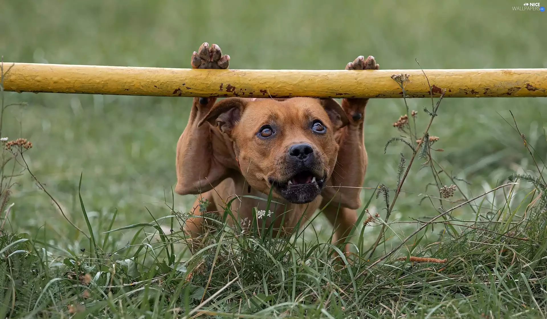 grass, dog, Staffordshire Bull Terrier