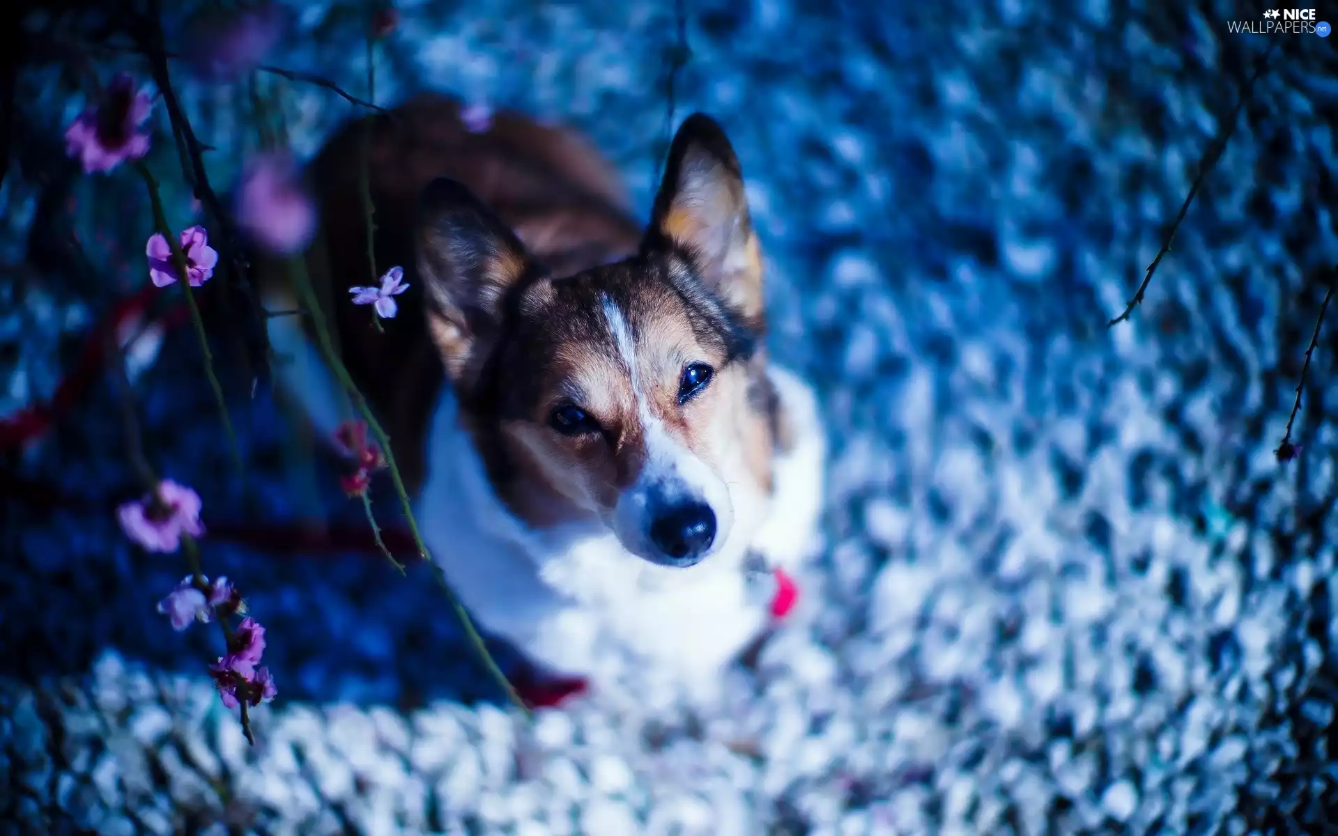 Flowers, dog, Welsh corgi pembroke