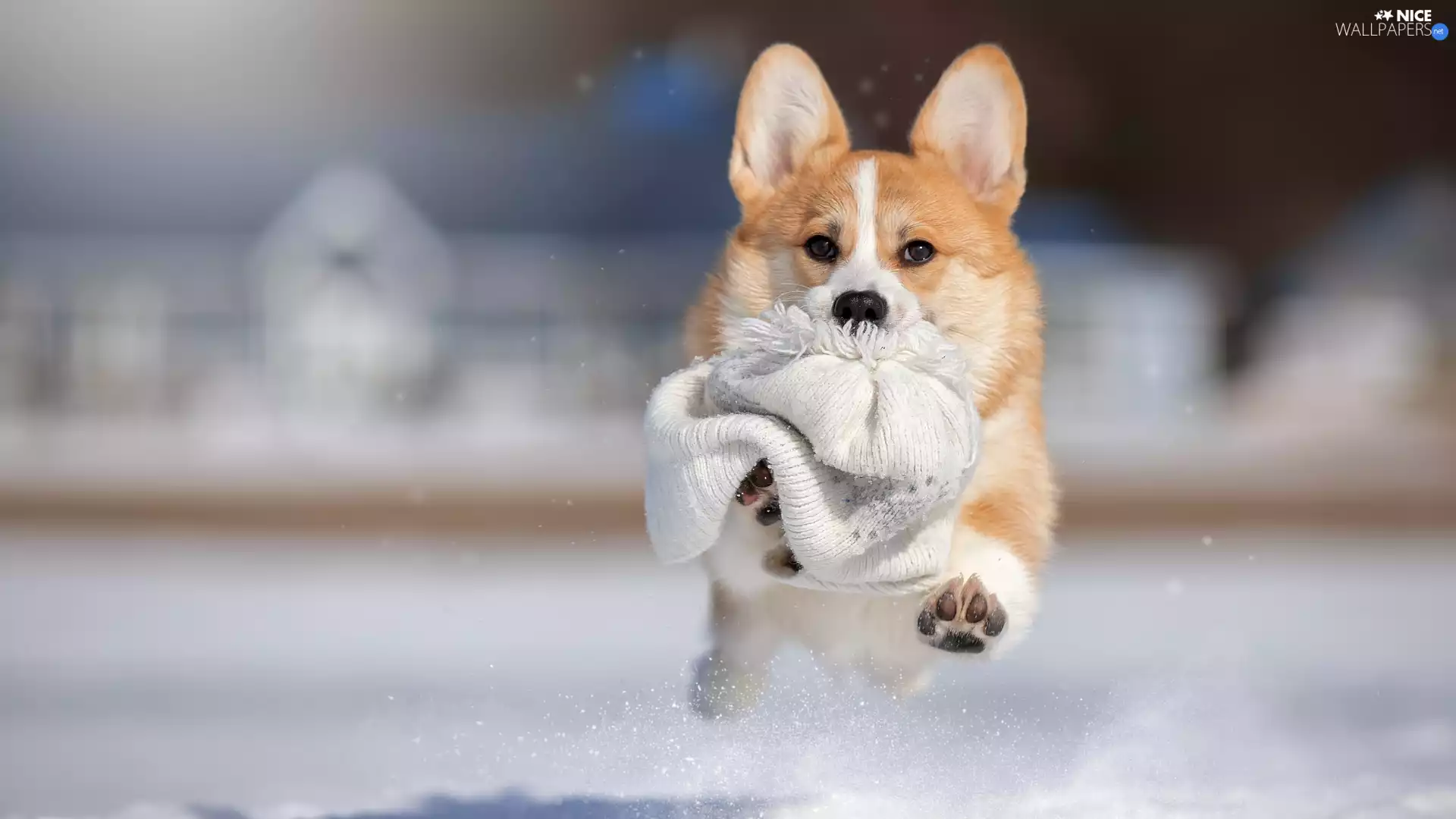 Hat, dog, Welsh corgi pembroke