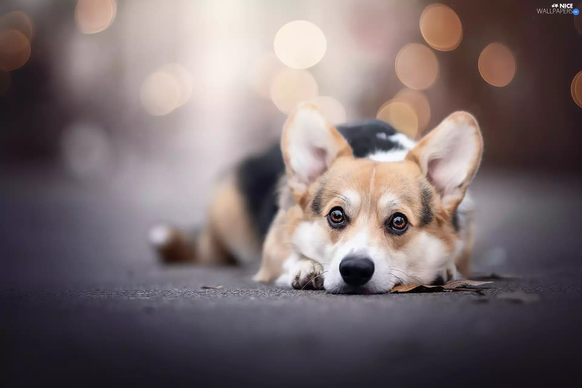 lying, dog, Welsh corgi pembroke