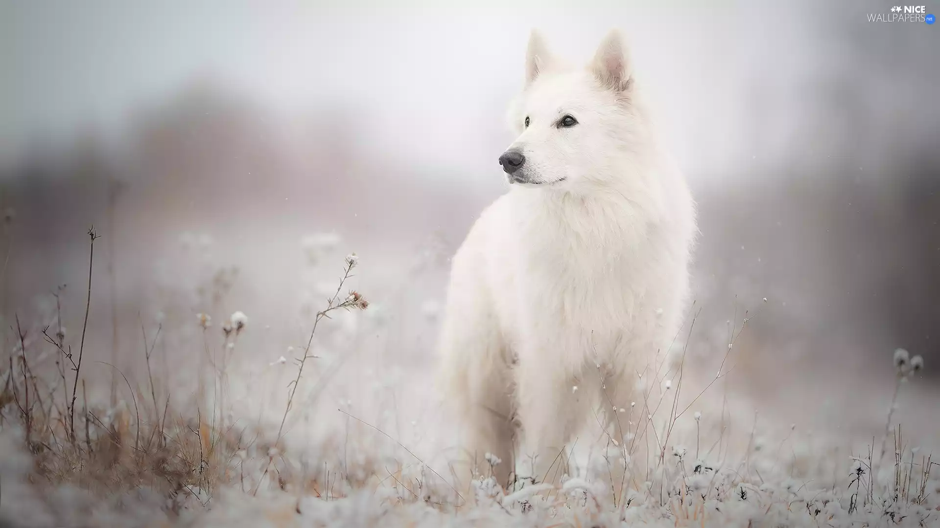 Meadow, dog, White Swiss Shepherd