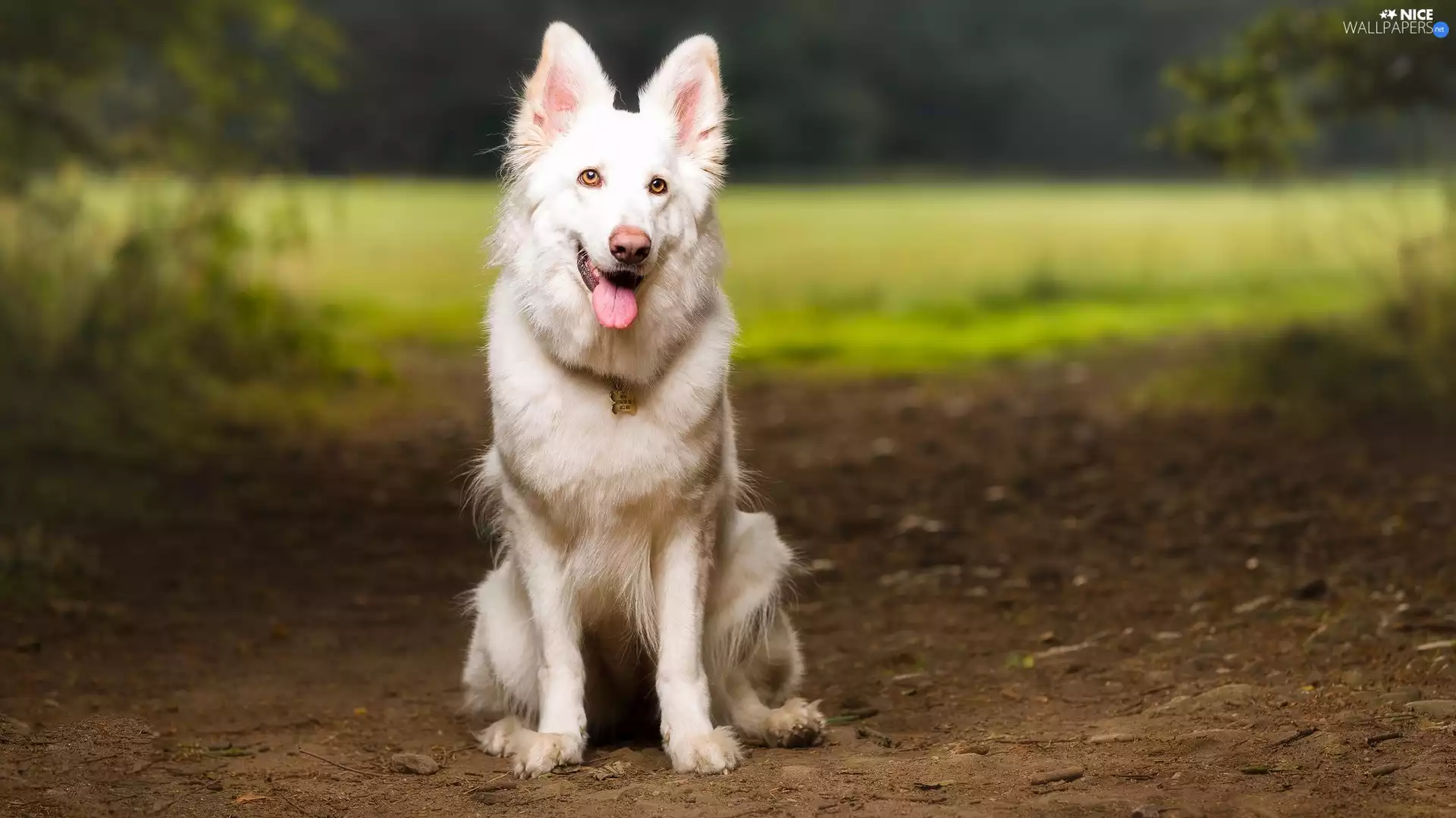Path, dog, White Swiss Shepherd