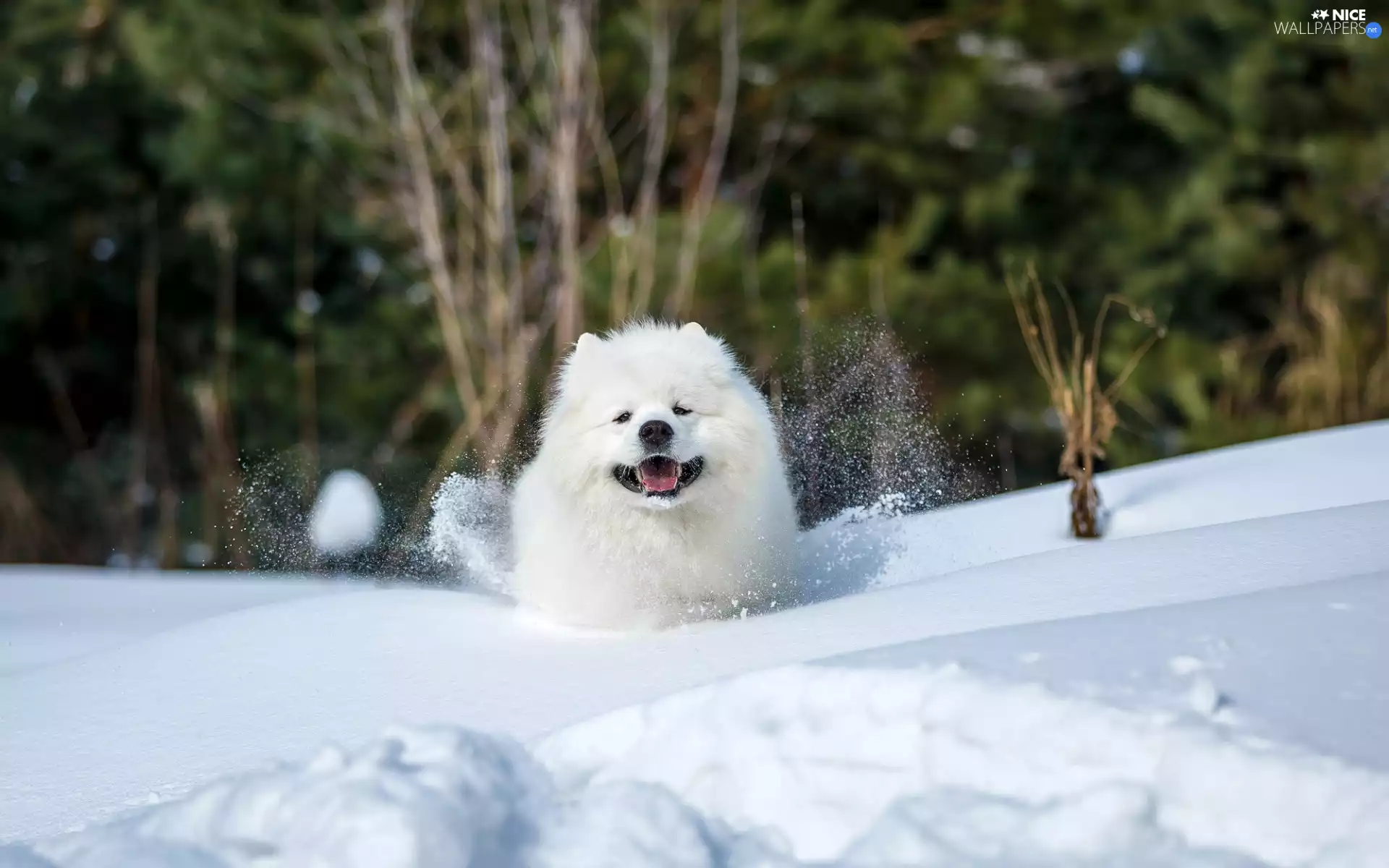 White, Samojed, snow, dog