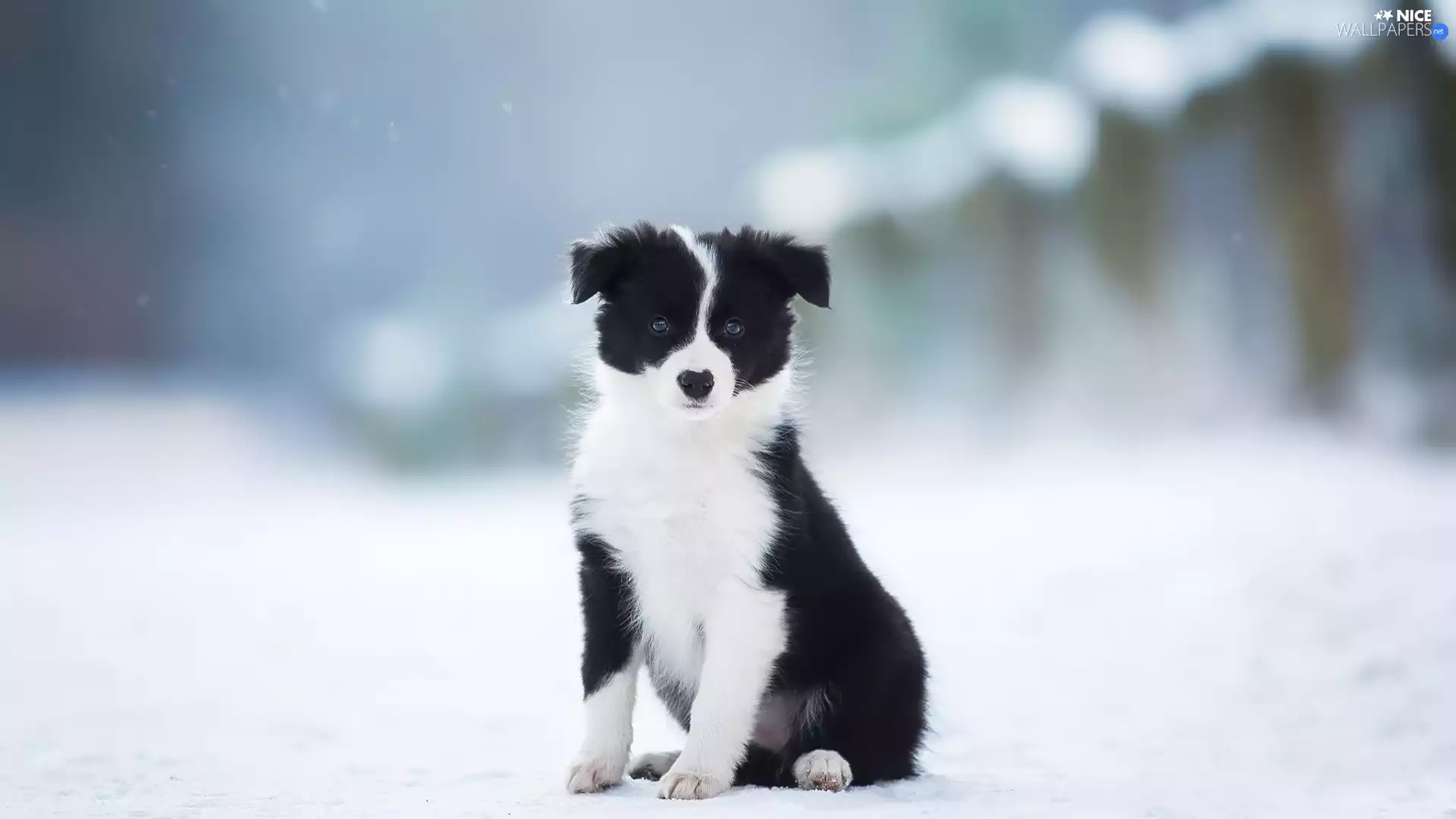Border Collie, winter, Puppy, black and white, dog
