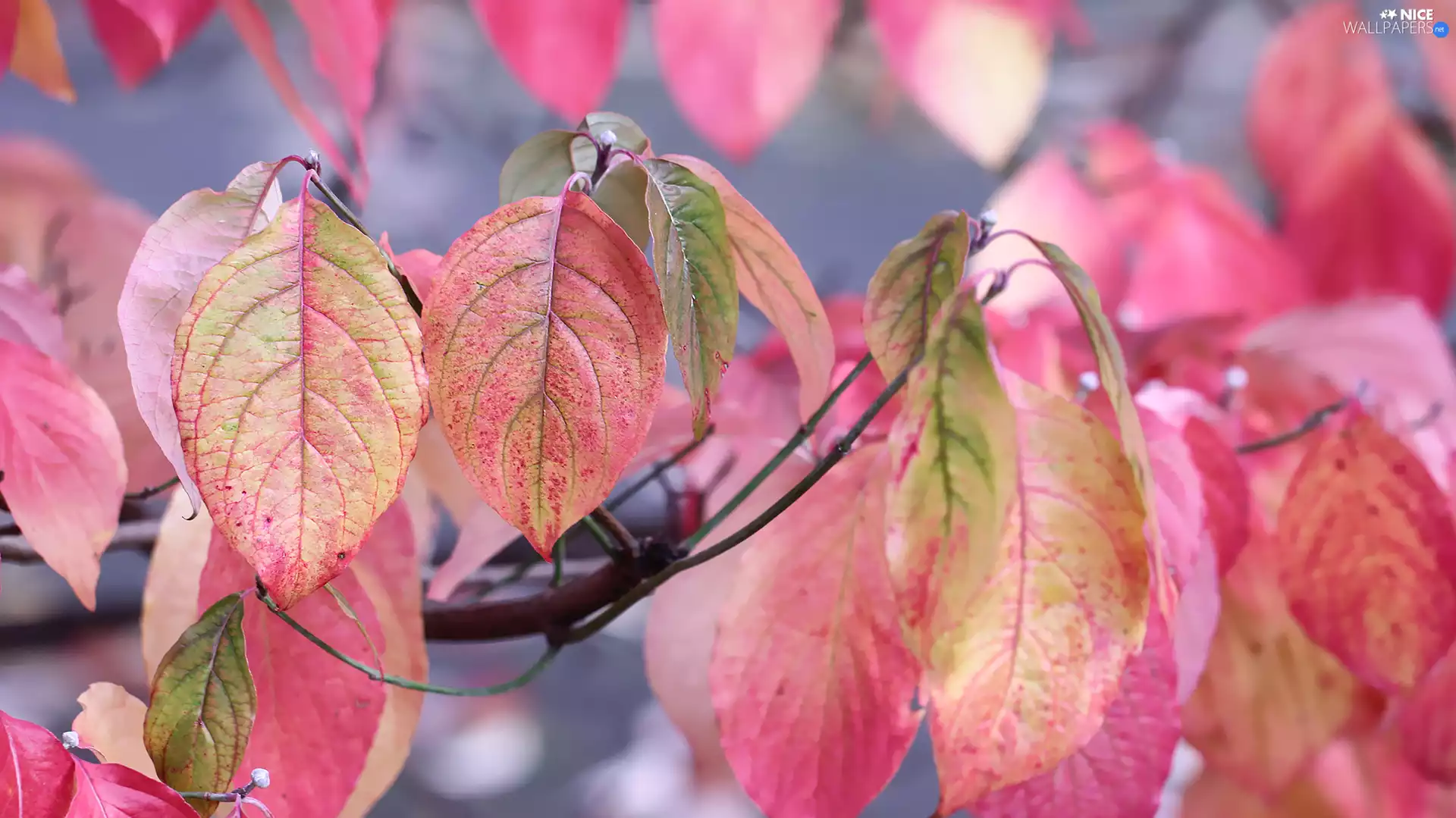 Red, dog-wood, Bush, Leaf