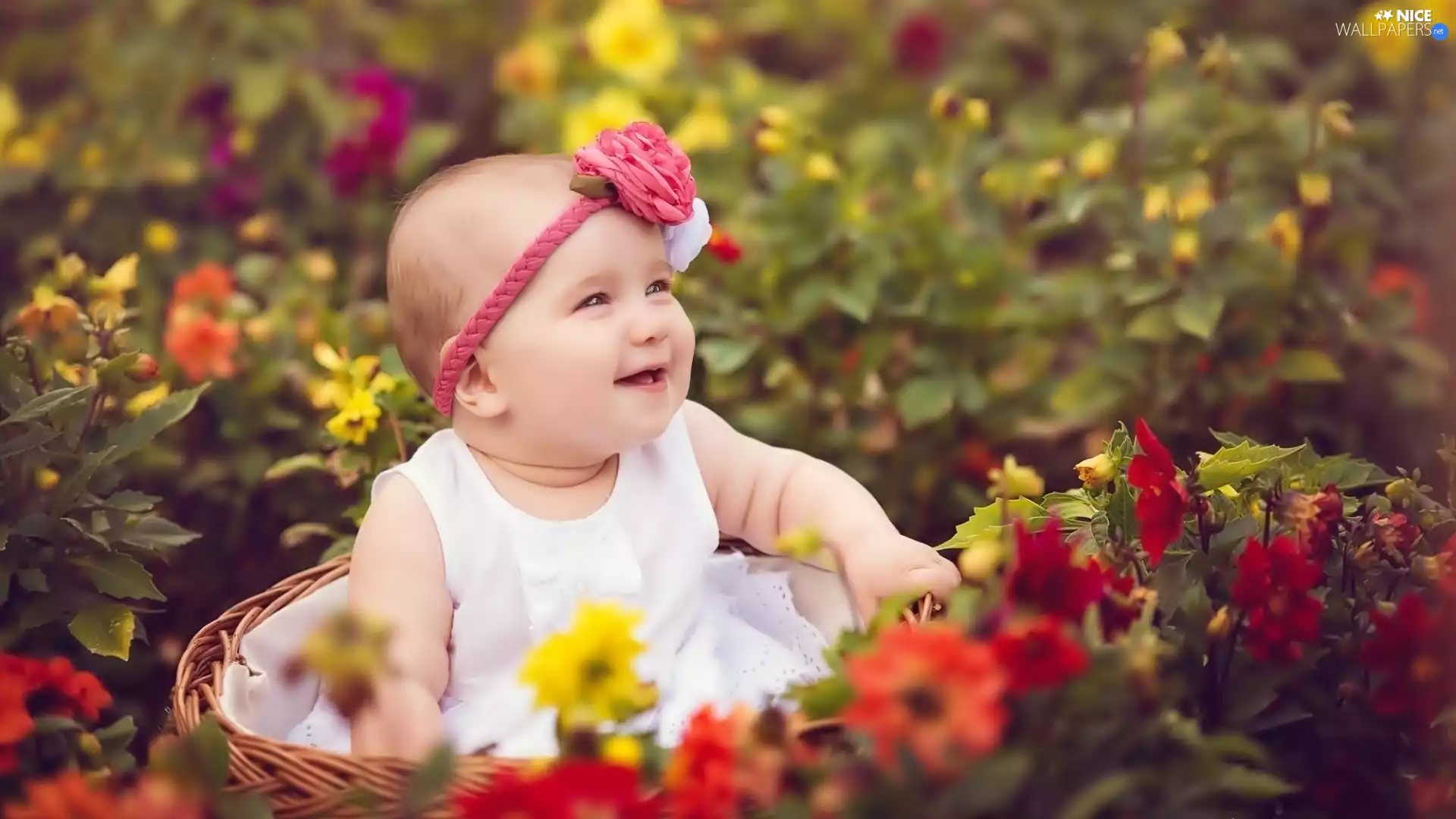 little doggies, basket, Flowers, Kid