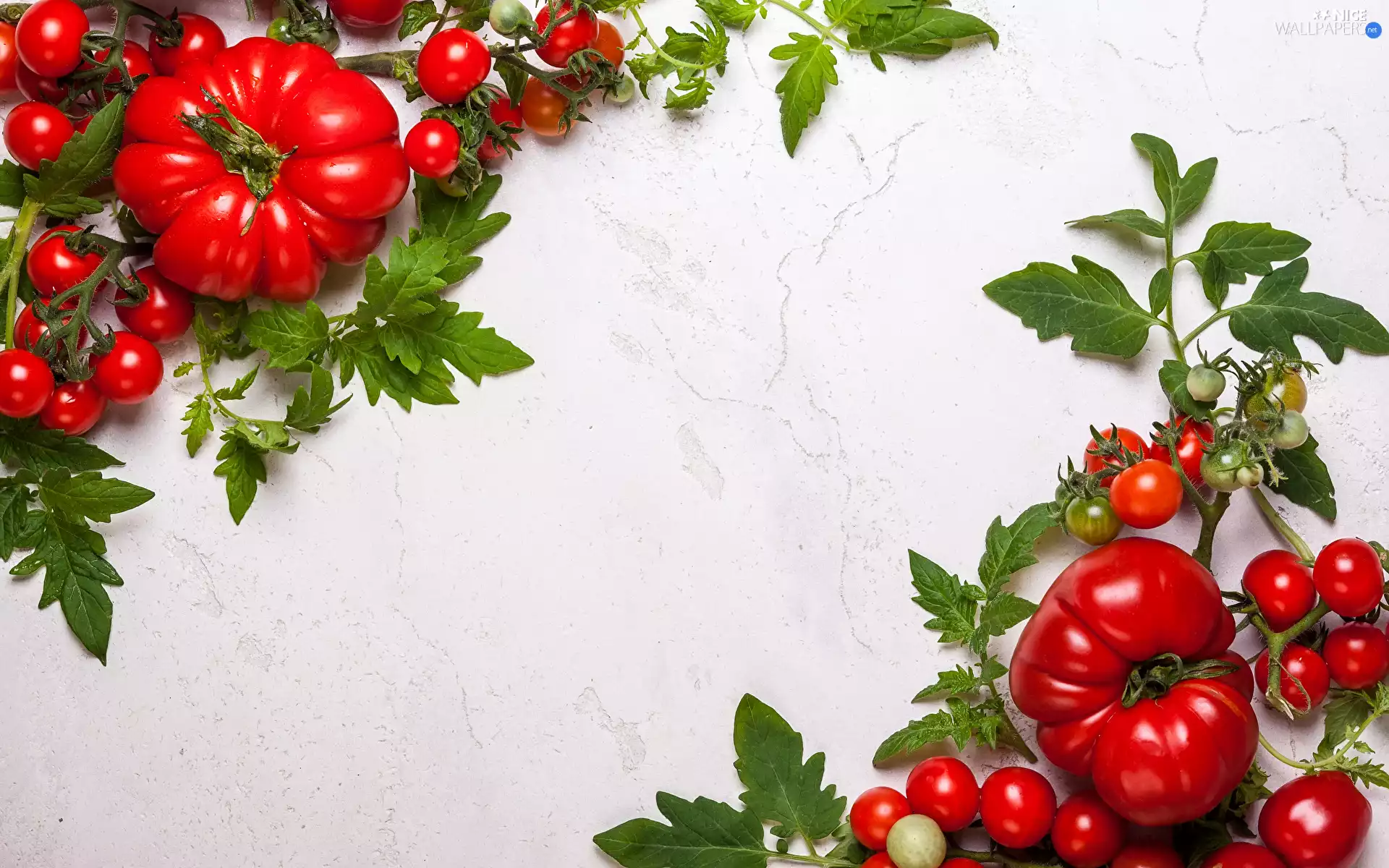 tomatoes, Leaf, little doggies, Red, Big