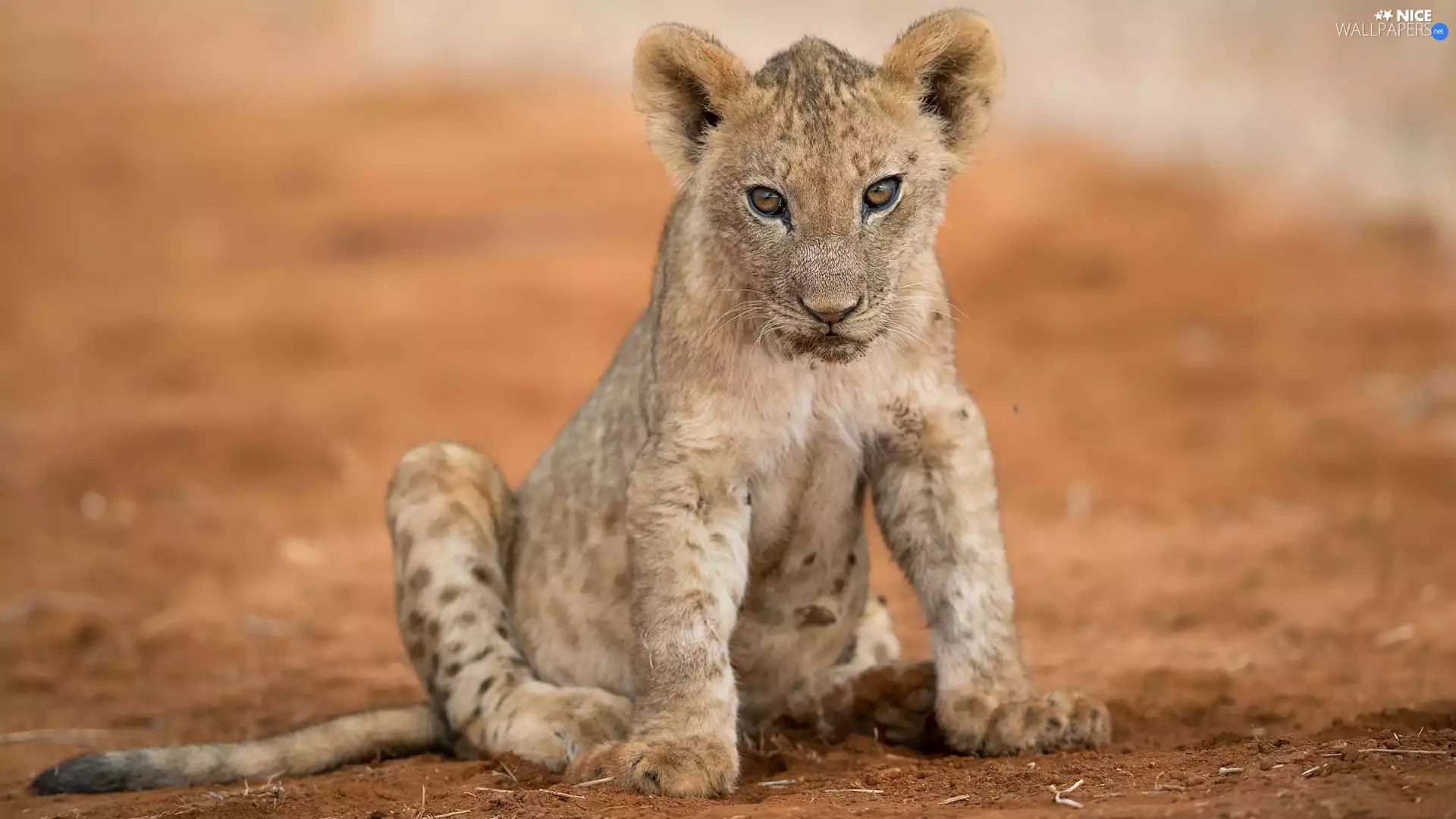 lion, seating, little doggies