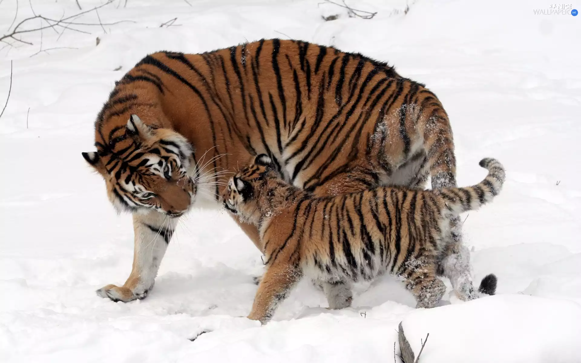 snow, tigress, little doggies