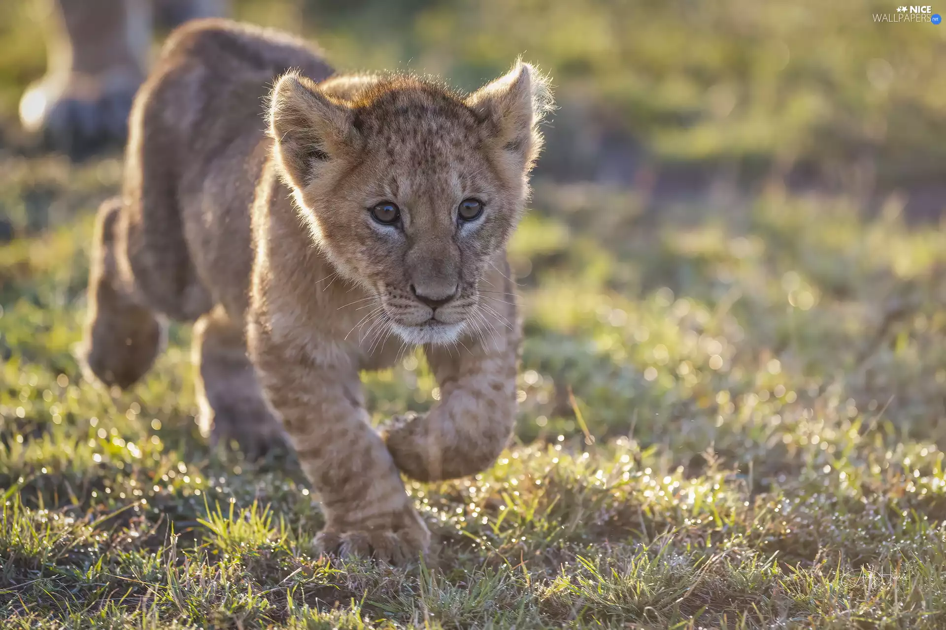 little doggies, young, Lion, lion
