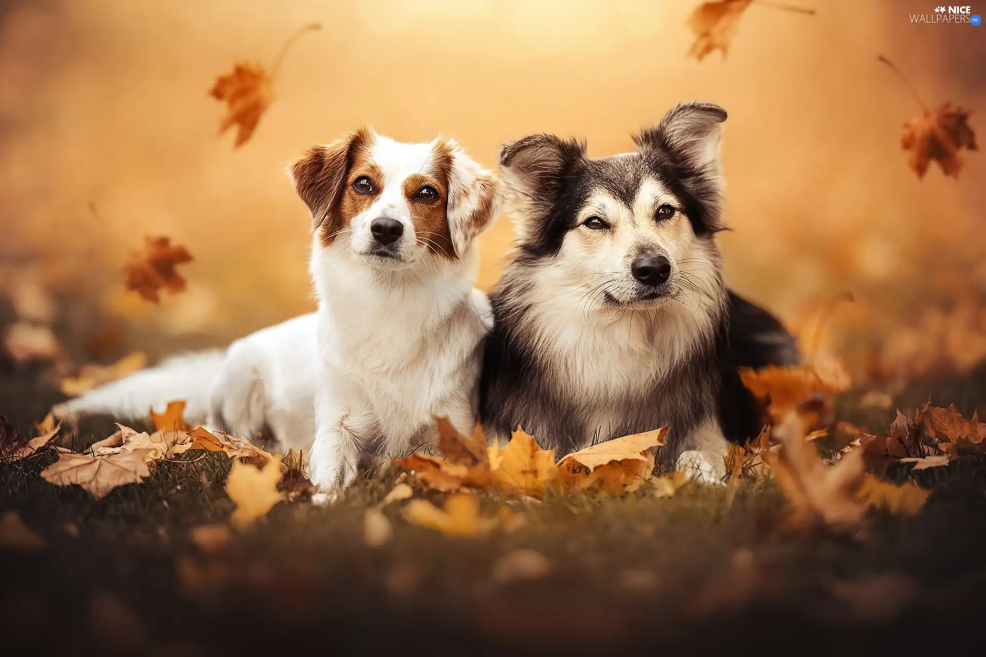 Leaf, Two cars, Dogs