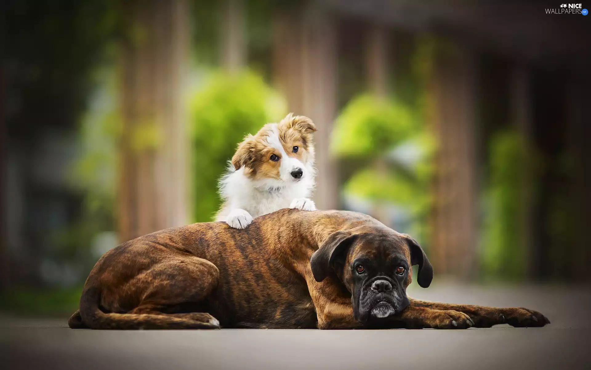 Border Collie, Puppy, Dogs, boxer, Two cars
