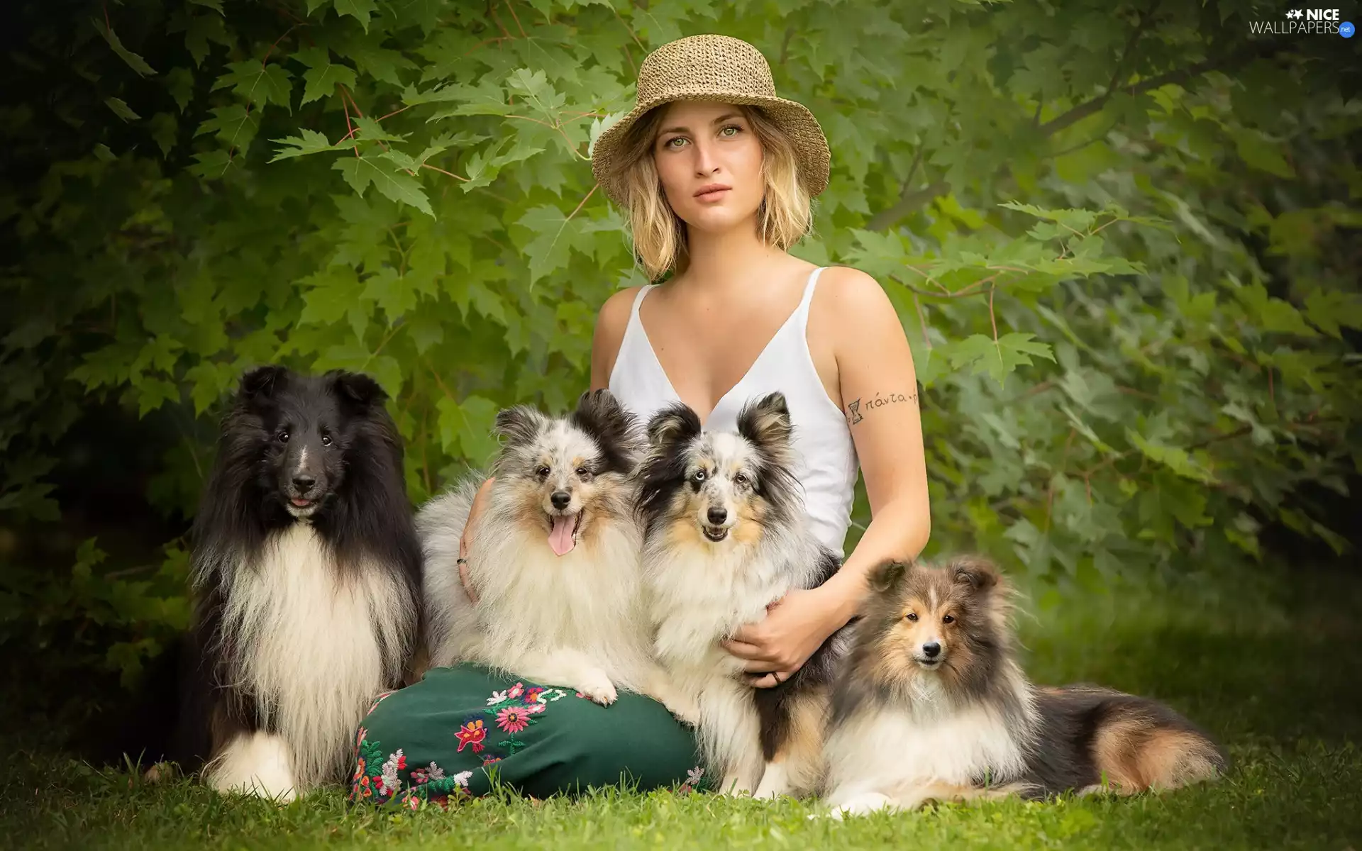 Women, Dogs, Shetland Sheepdogs, Hat
