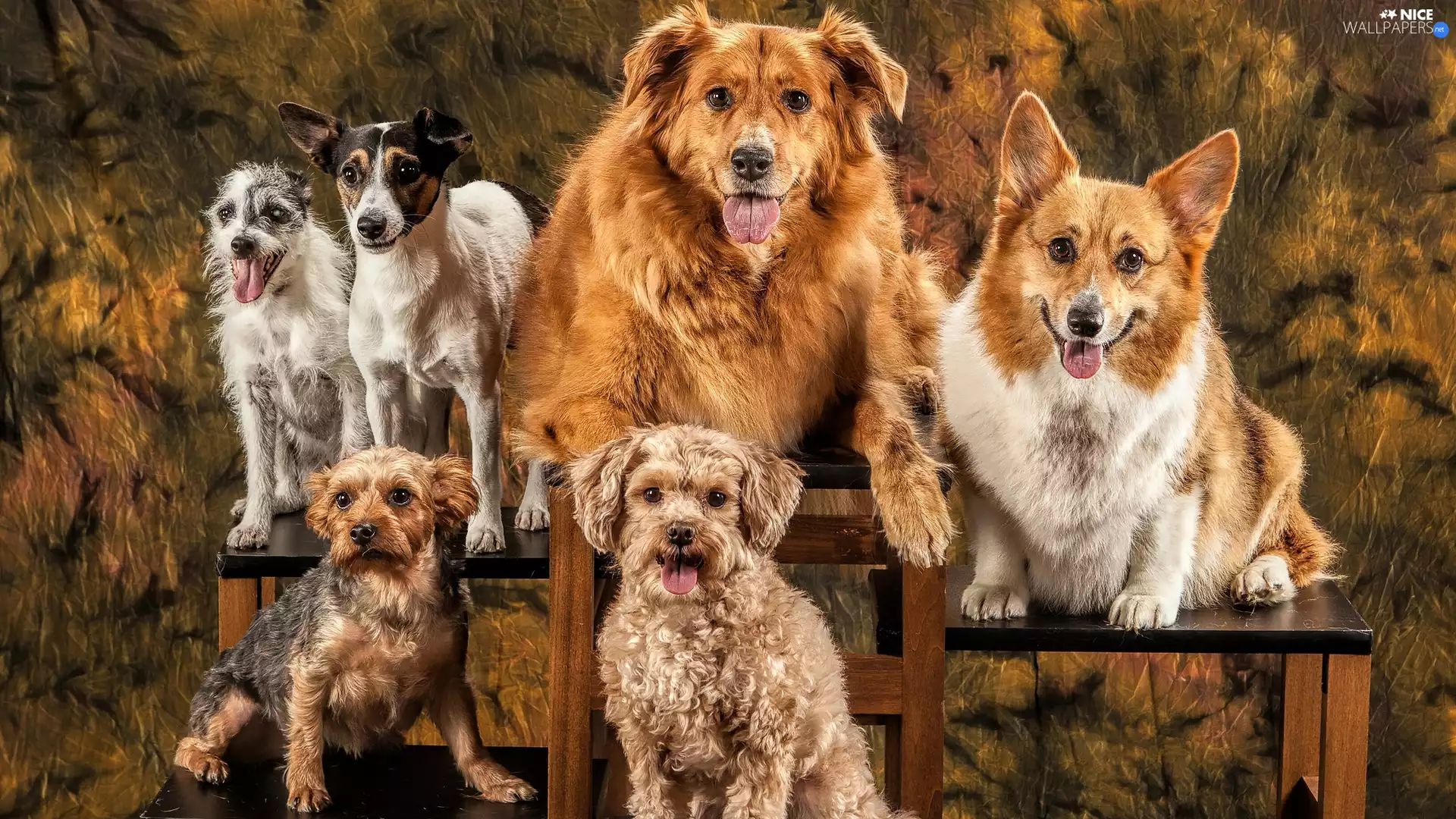 six, Posing, Dogs, dogs