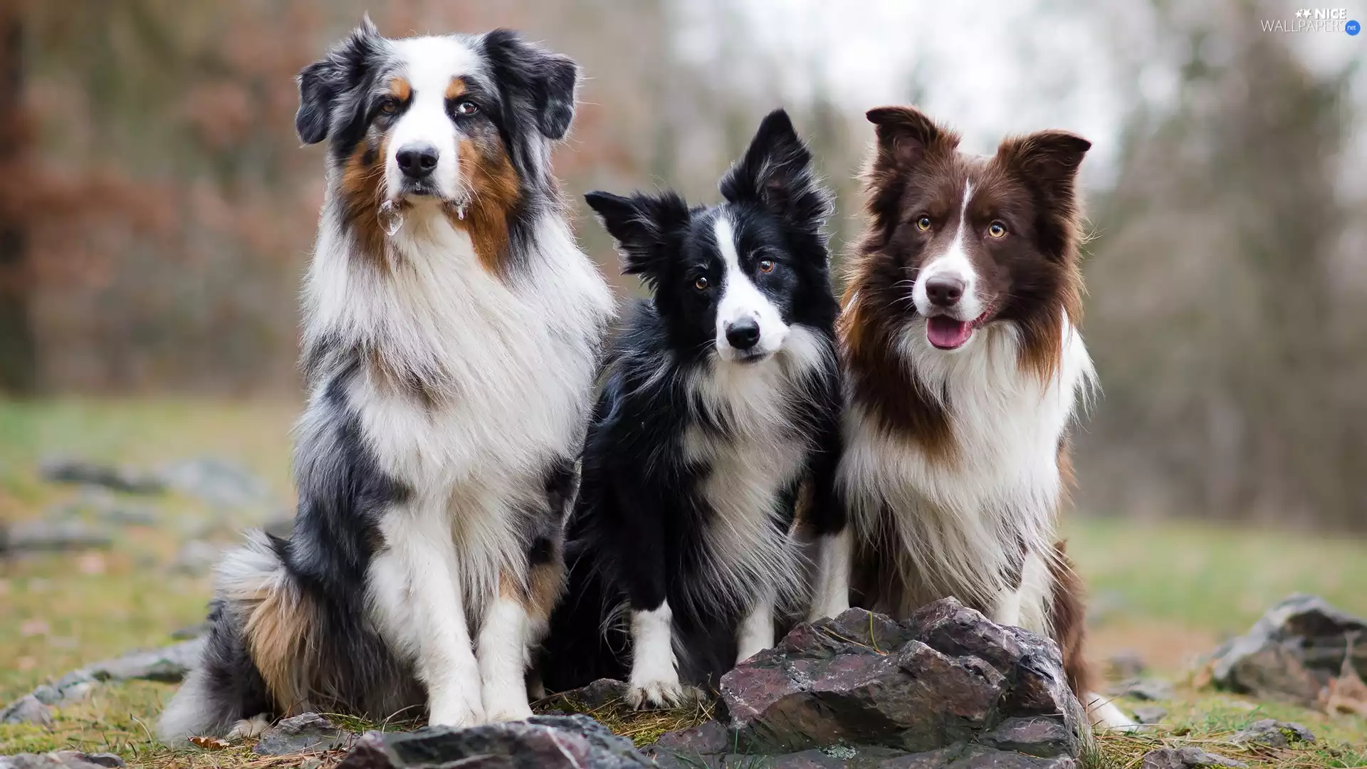 Border Collie, Stones, Dogs, Australian Shepherd, Three