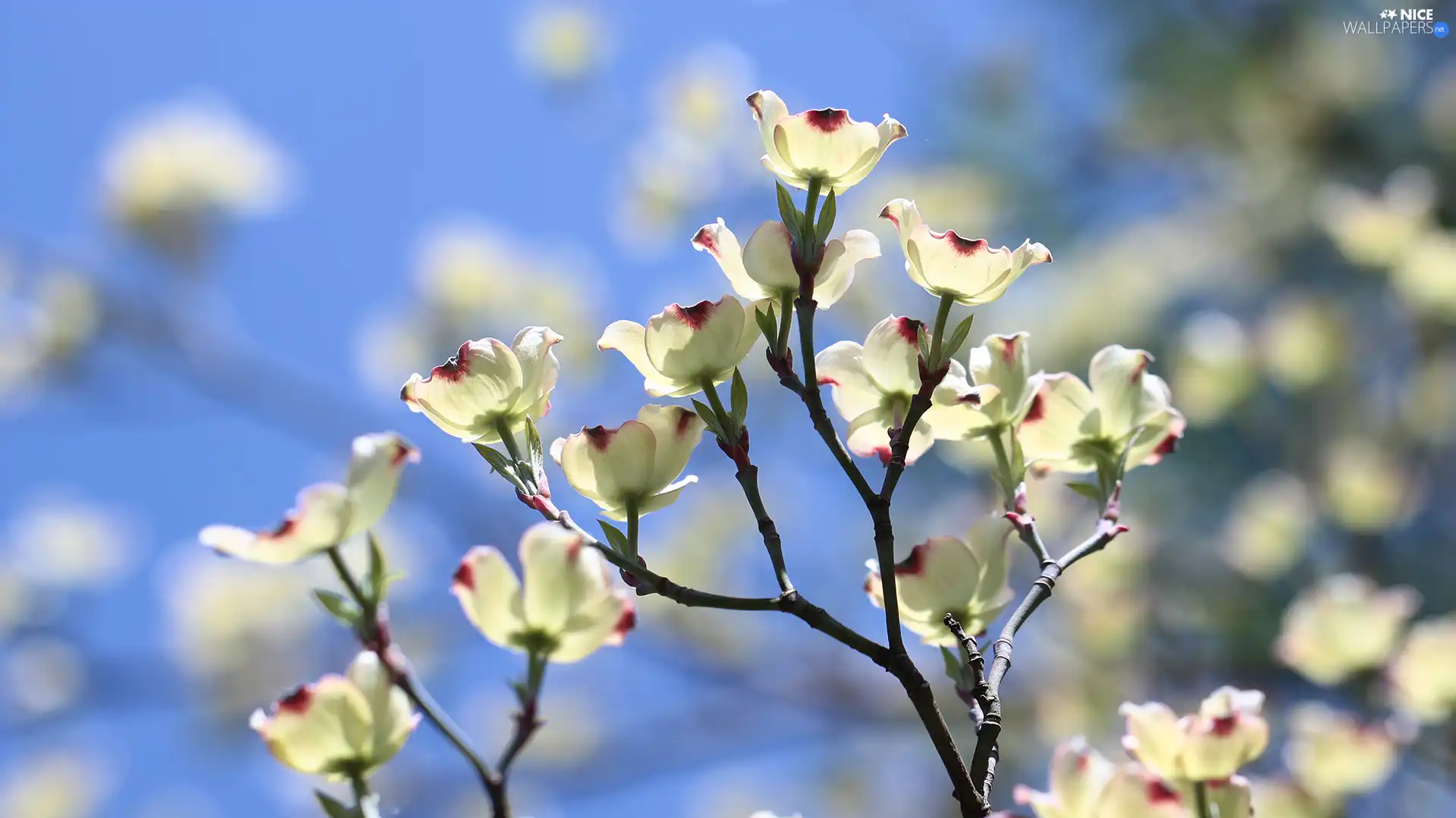 Flowering Dogwood, Bush, Twigs, Flowers